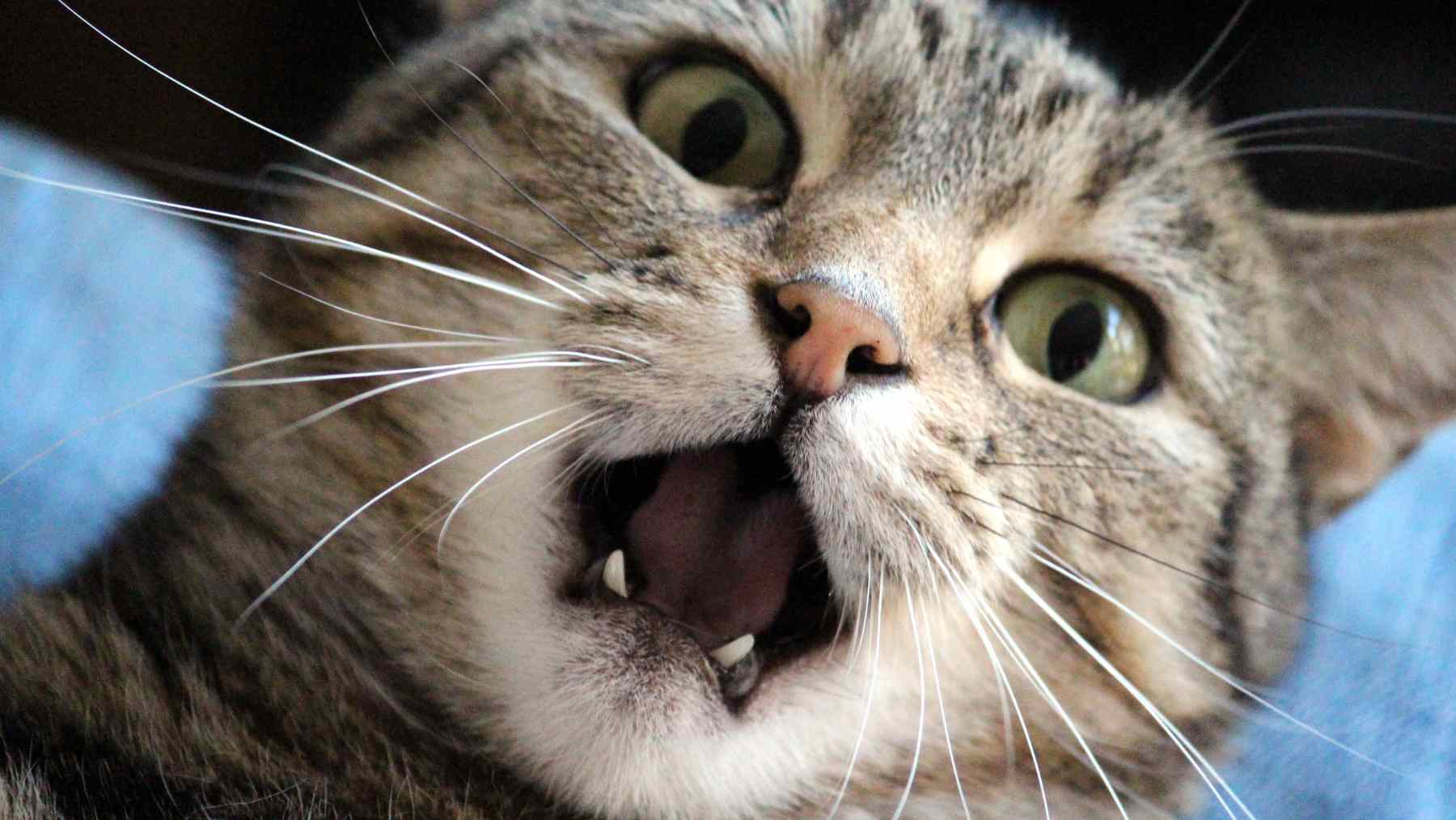 Close-up of a cat with its mouth open, highlighting the risk of cat-scratch transmission of Sporothrix brasiliensis to humans.