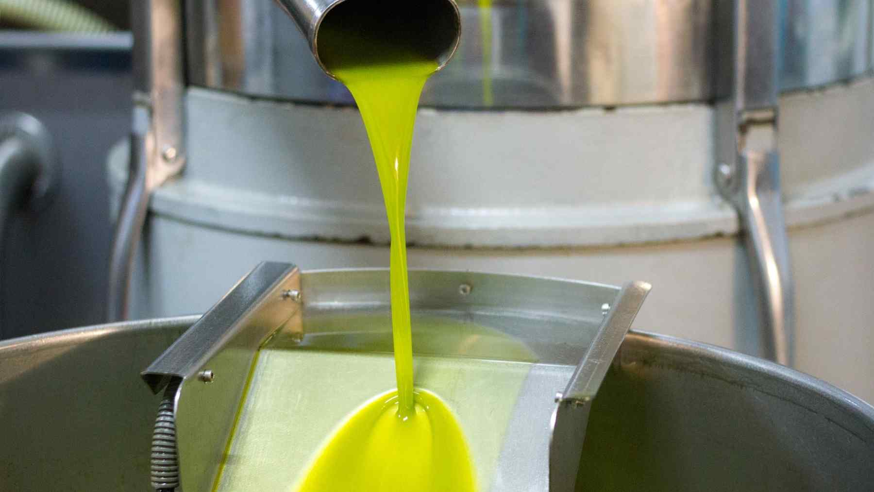The ancient “liquid gold” is back in vogue as science explores olive oil’s surprising benefits for long-term health.