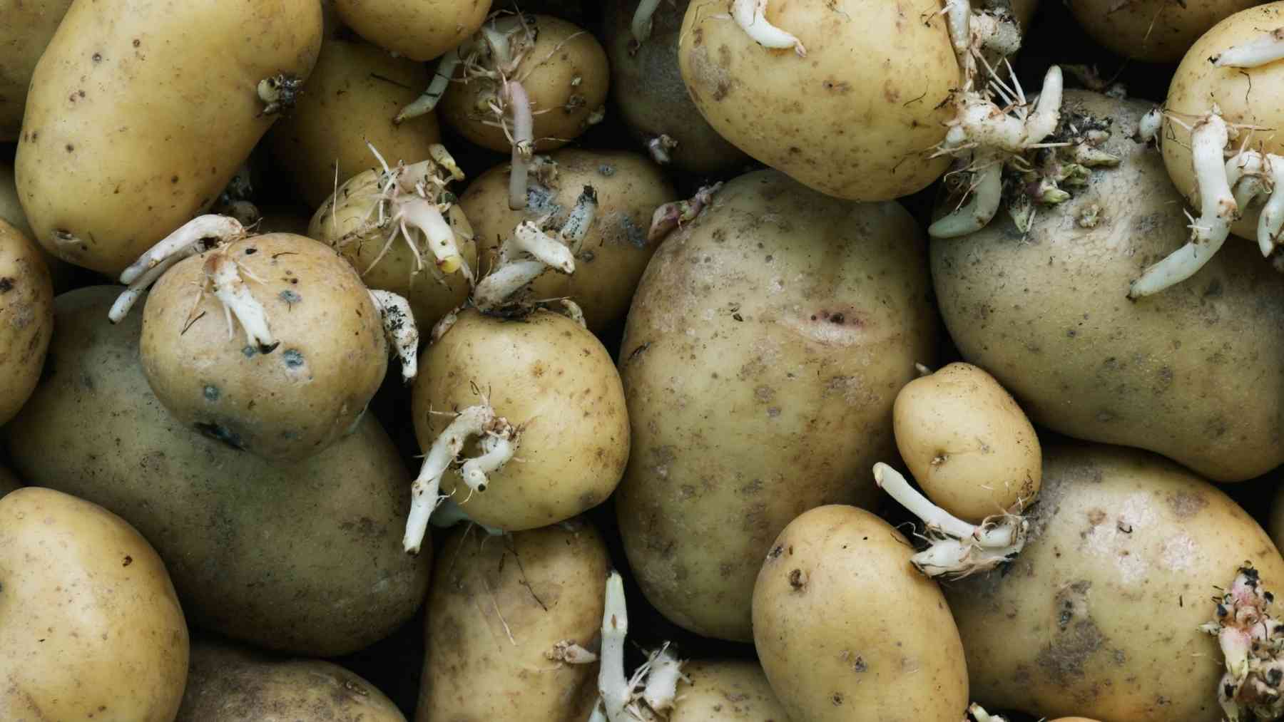 Sprouted potatoes with long pale shoots, a food safety concern when potatoes turn green, soft, or wrinkled
