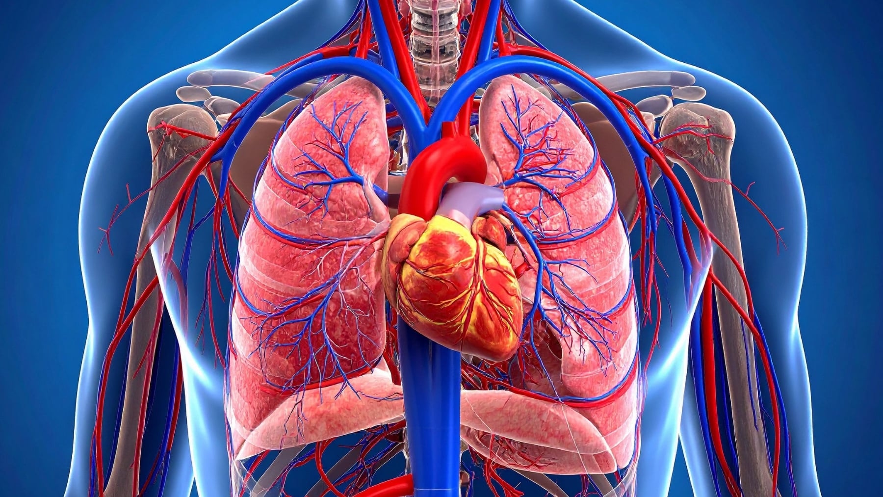 3D illustration of human heart and lungs highlighting circulation and cardiovascular health benefits of stair climbing exercise