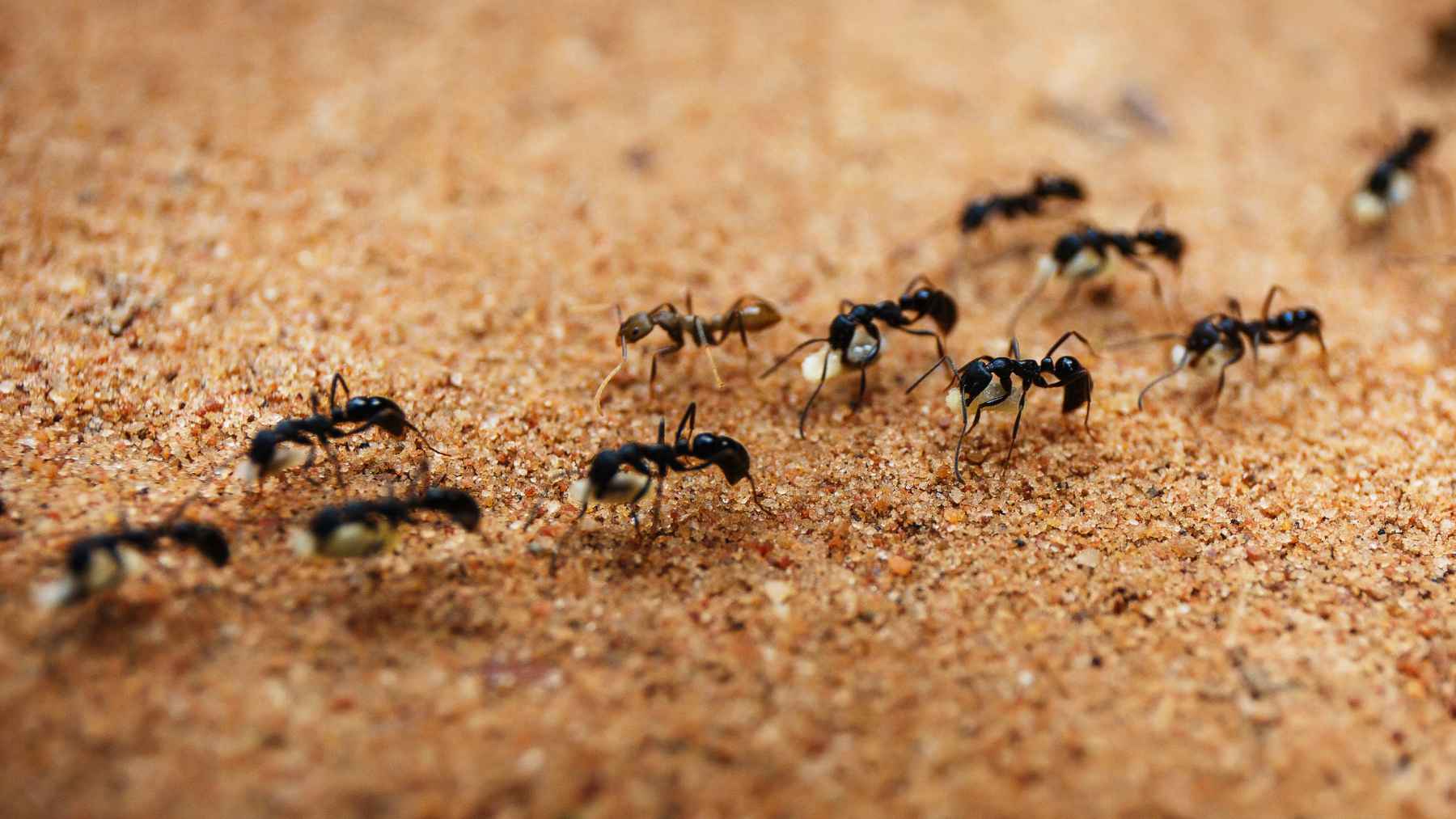 If you start seeing ants on your walls or floors, your house may be trying to tell you something 1 Ants walking along an indoor wall searching for food and water inside a home