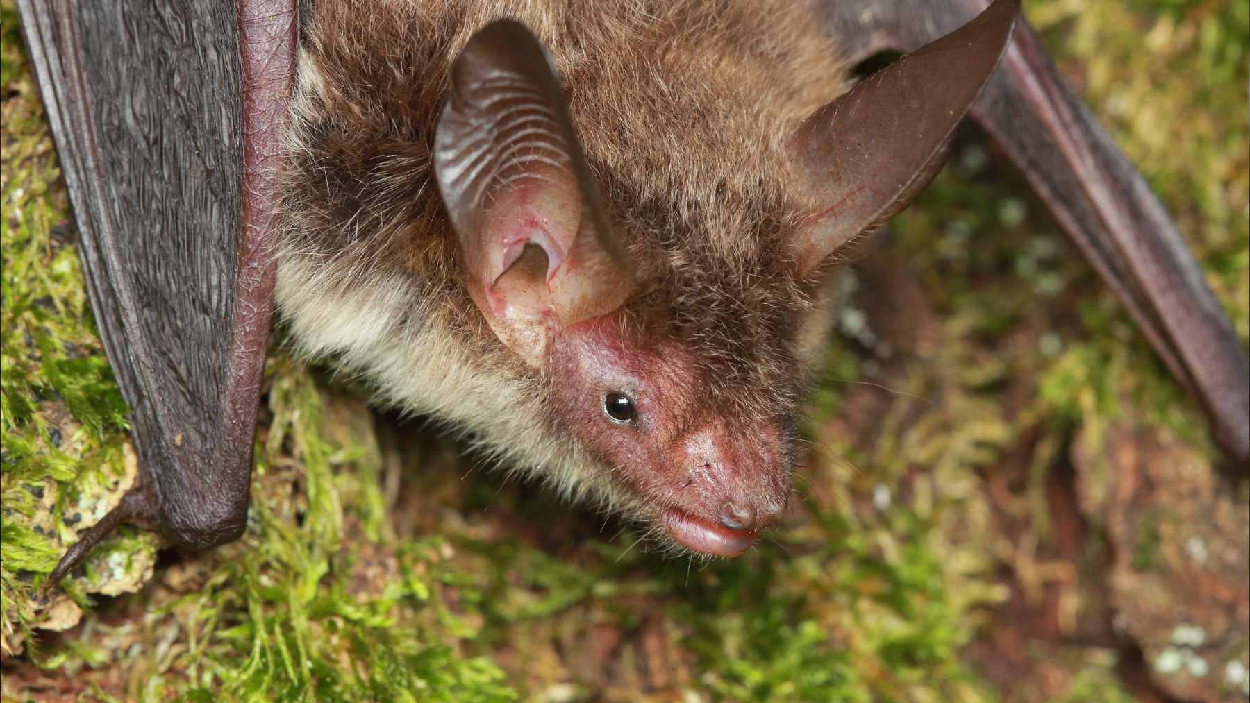 A close-up study of a heart-nosed bat in East Africa, a species recently linked to coronaviruses capable of targeting human cell receptors.