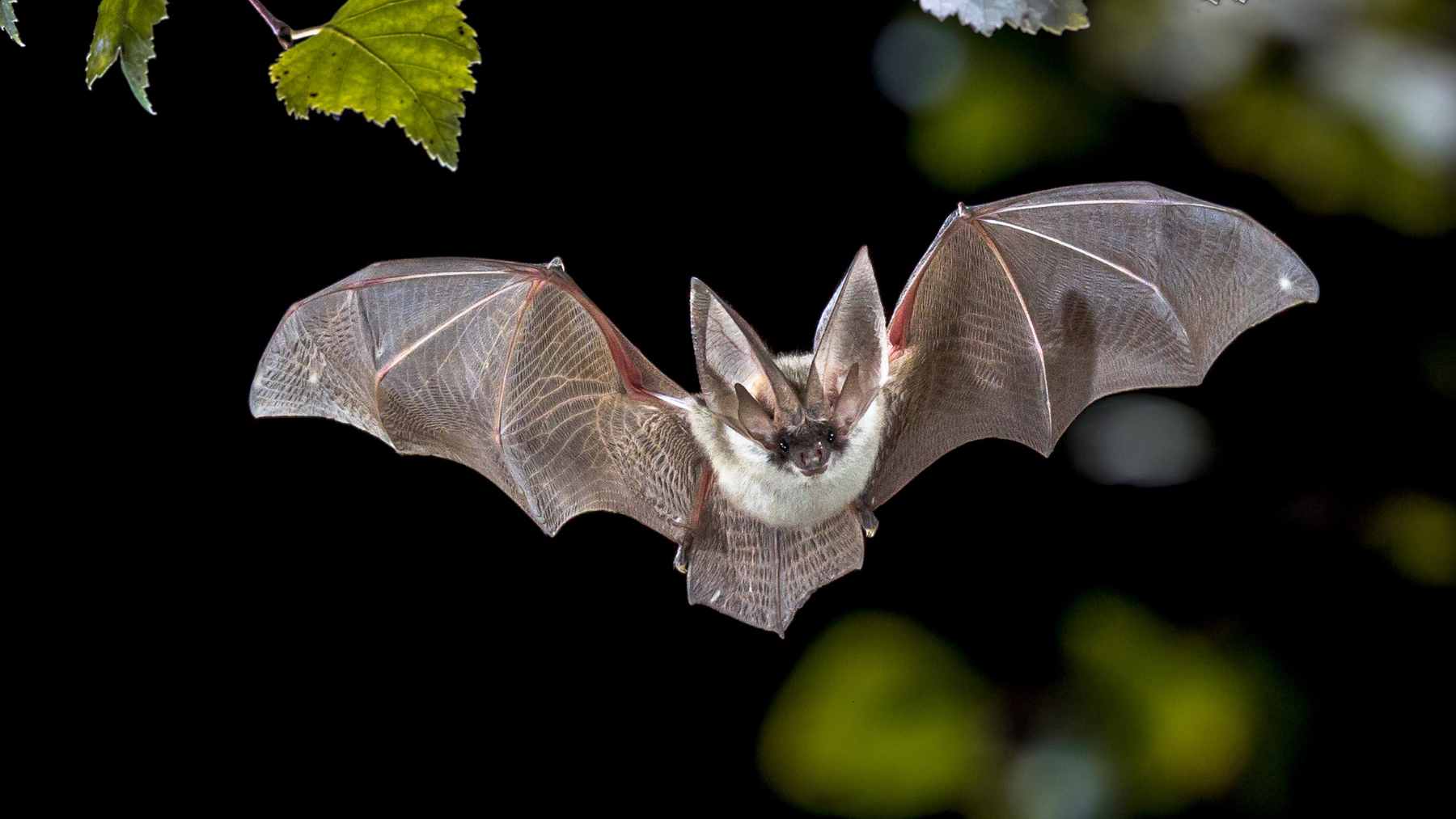 A close-up study of a heart-nosed bat in East Africa, a species recently linked to coronaviruses capable of targeting human cell receptors.
