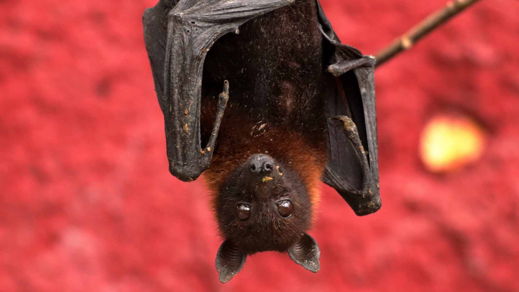 Scientists identify a troubling bat, and some are already looking nervously at the next major epidemic 1 A close-up of a horseshoe bat, identified in recent research as part of a lineage that warrants closer monitoring for viral epidemic potential.