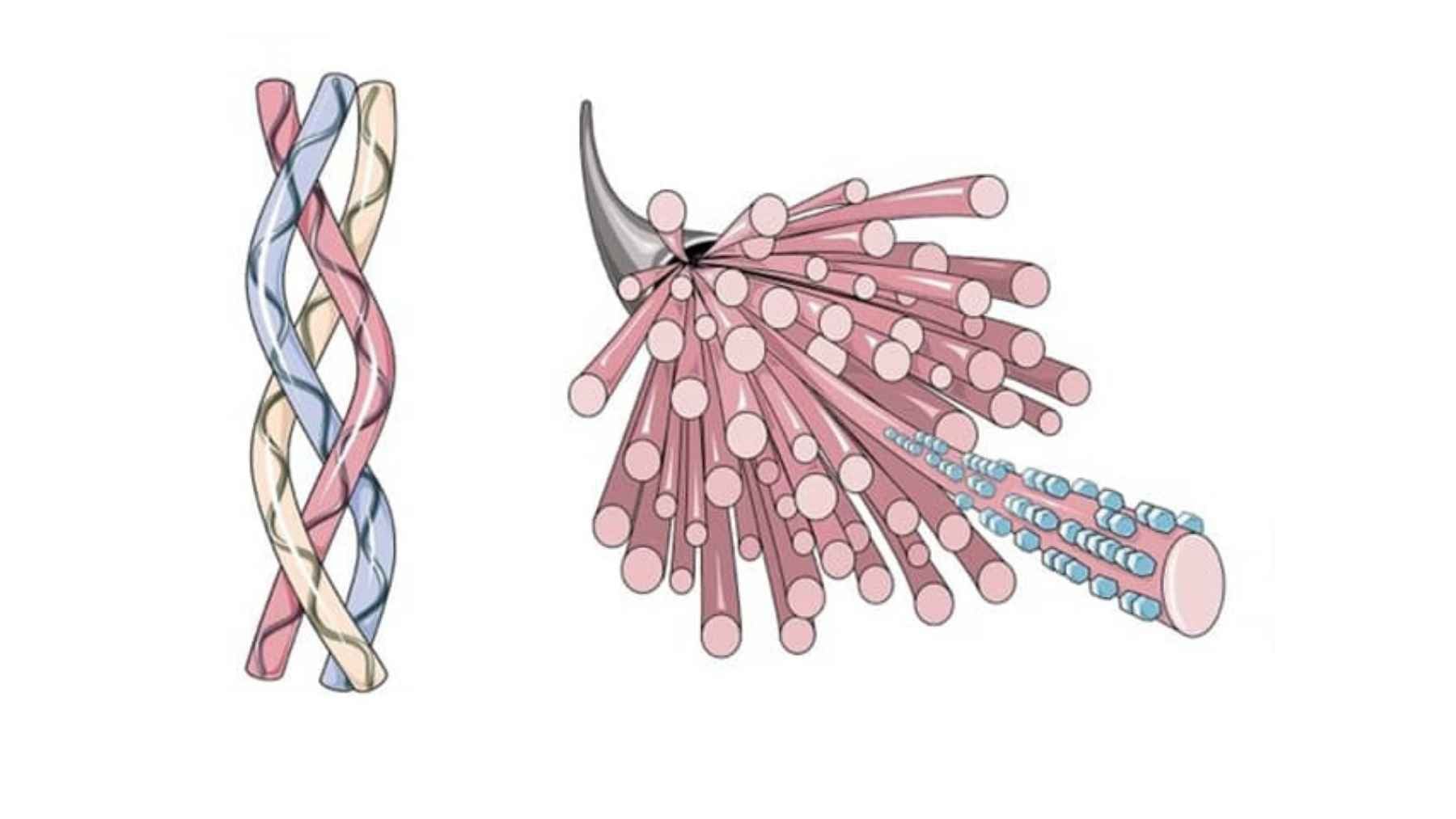 Scientific illustration showing collagen triple-helix molecules and collagen fibrils that help support skin strength and elasticity