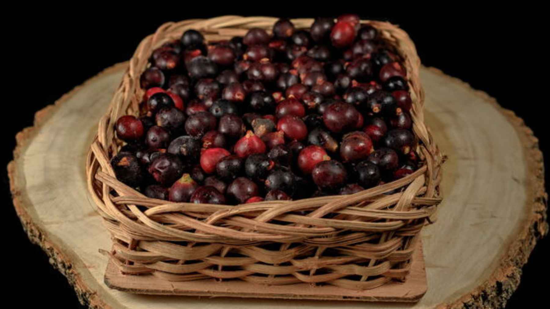 Ripe corozo fruit growing on a native Bactris guineensis palm in Colombia’s Caribbean region