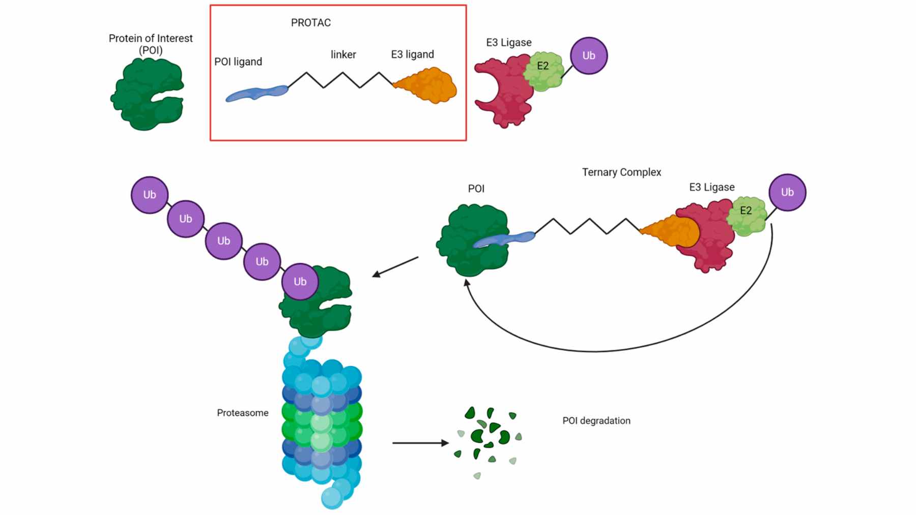 A 3D molecular representation of a PROTAC (Proteolysis Targeting Chimera) molecule binding to a target protein for degradation.