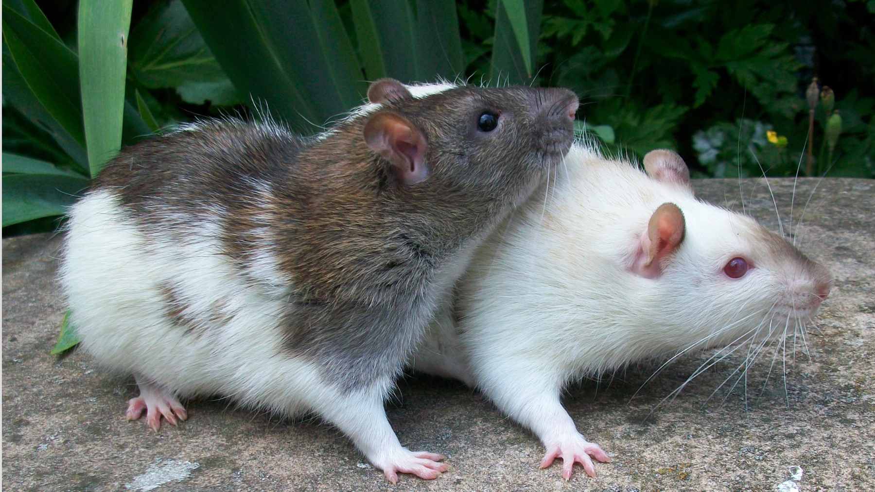 Lab mice involved in a study examining the effects of microbiome transfers on intestinal stem cell health and aging.