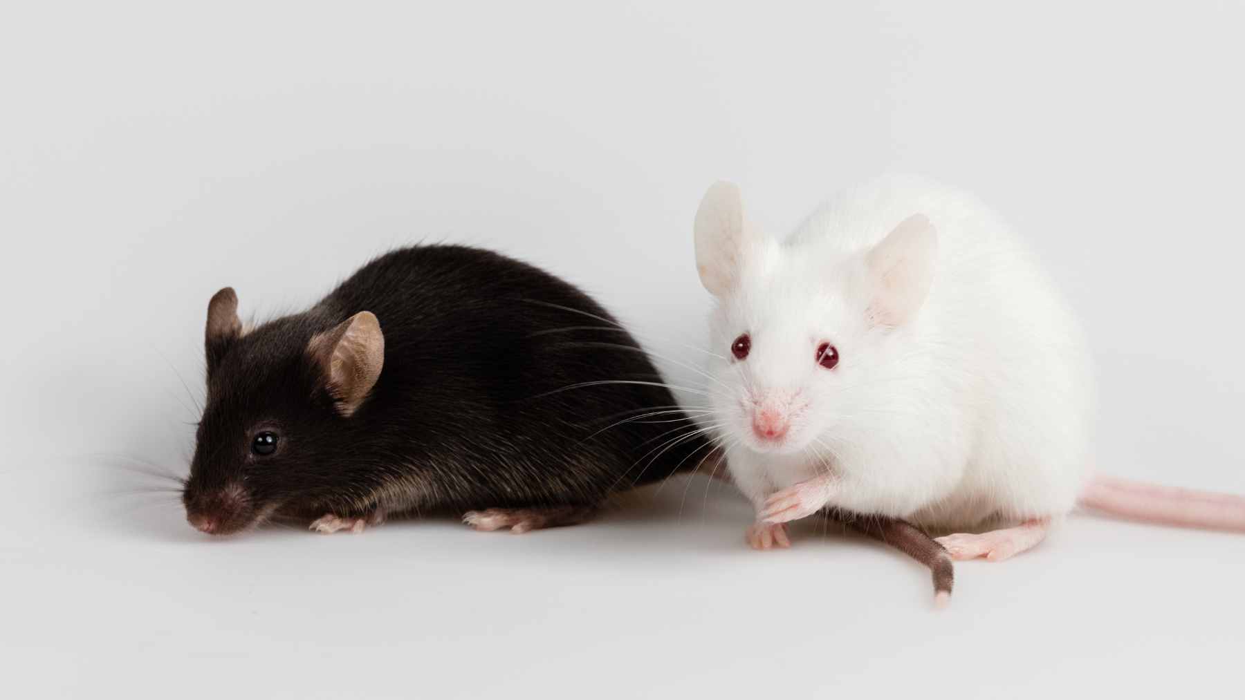 Lab mice involved in a study examining the effects of microbiome transfers on intestinal stem cell health and aging.
