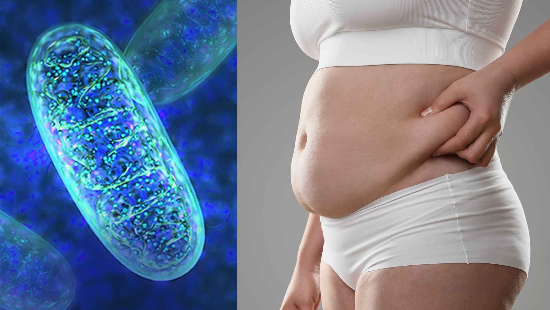 Laboratory research investigating an experimental magnesium-targeting compound linked to weight loss and improved metabolic health in mice.