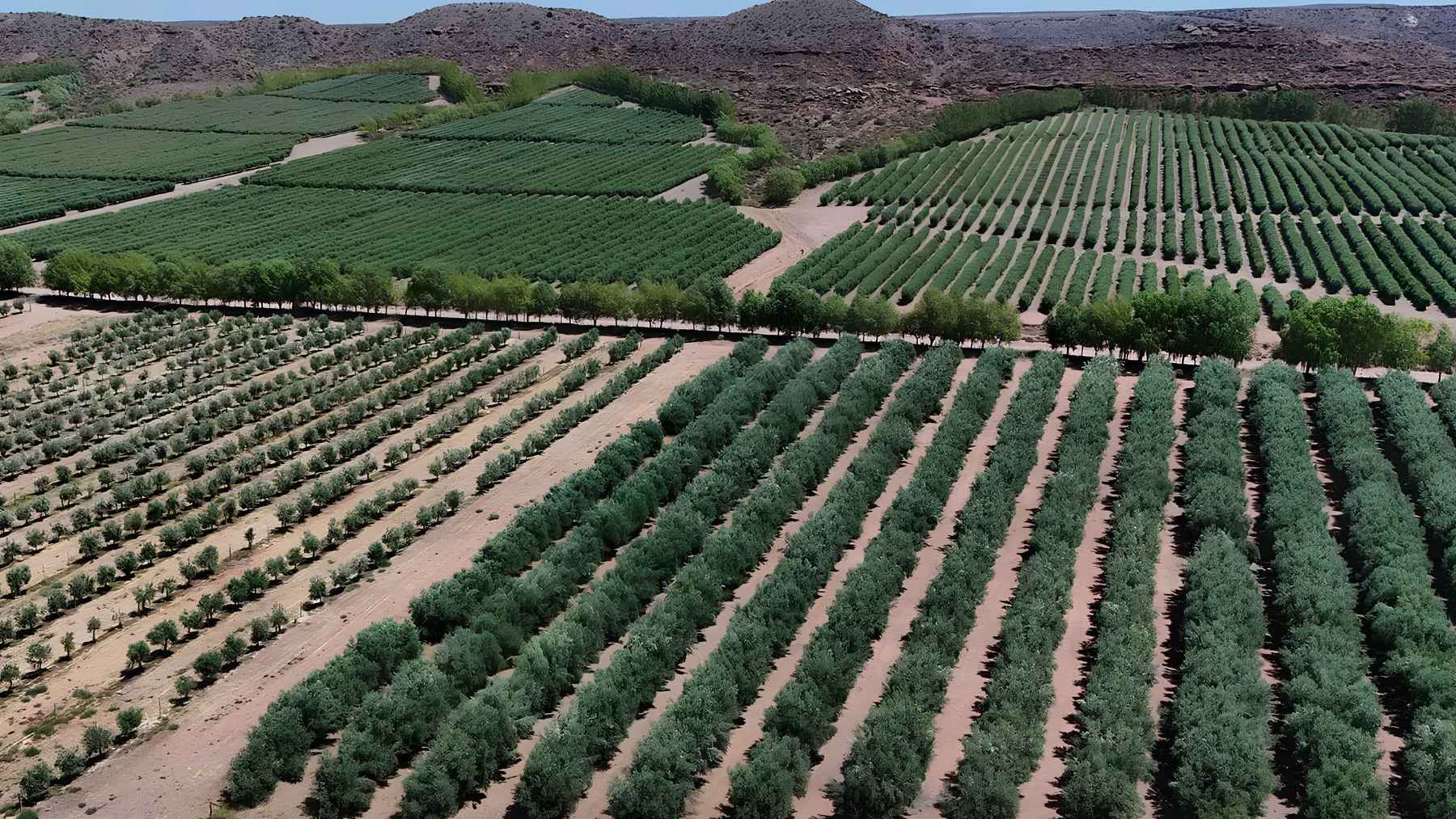 Extra virgin olive oil produced in Patagonia, Argentina, from olive groves in Neuquén's Vaca Muerta region
