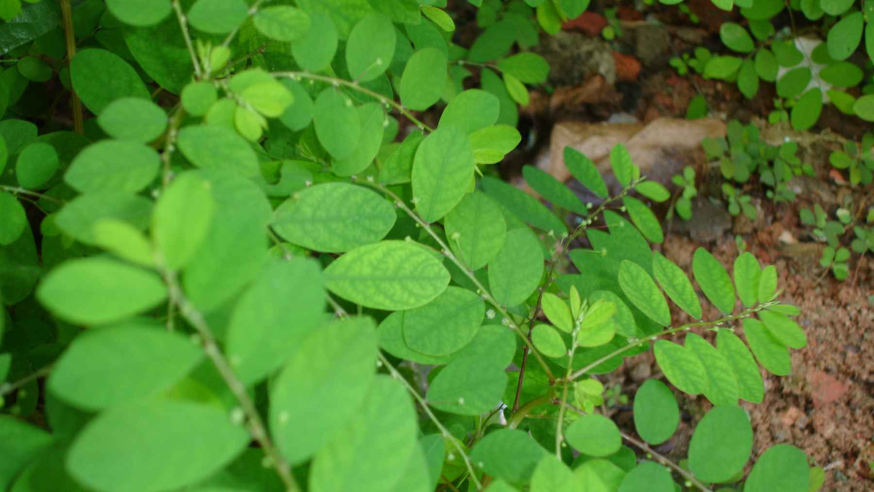 Phyllanthus niruri plant, known as quebra-pedra, growing naturally with its distinctive green leaves