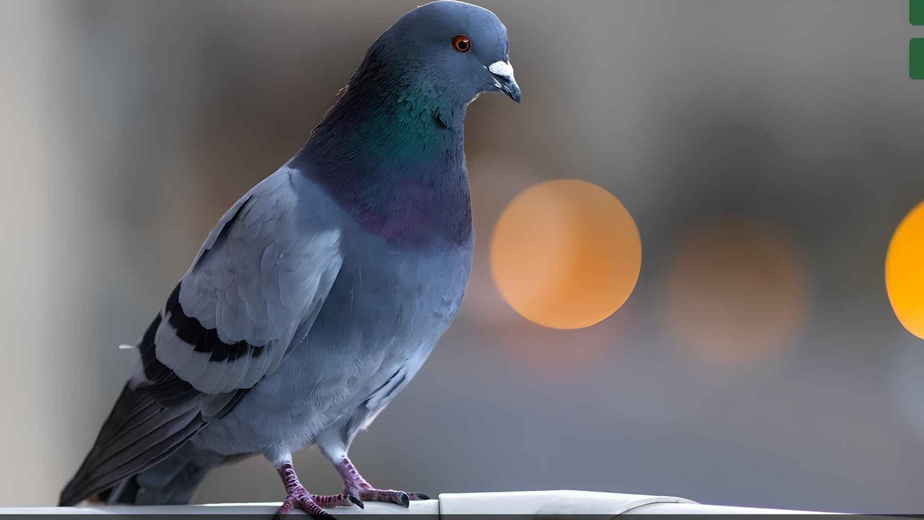 Pigeon walking across a residential patio near a home, a bird often associated with peace, shelter, and positive energy