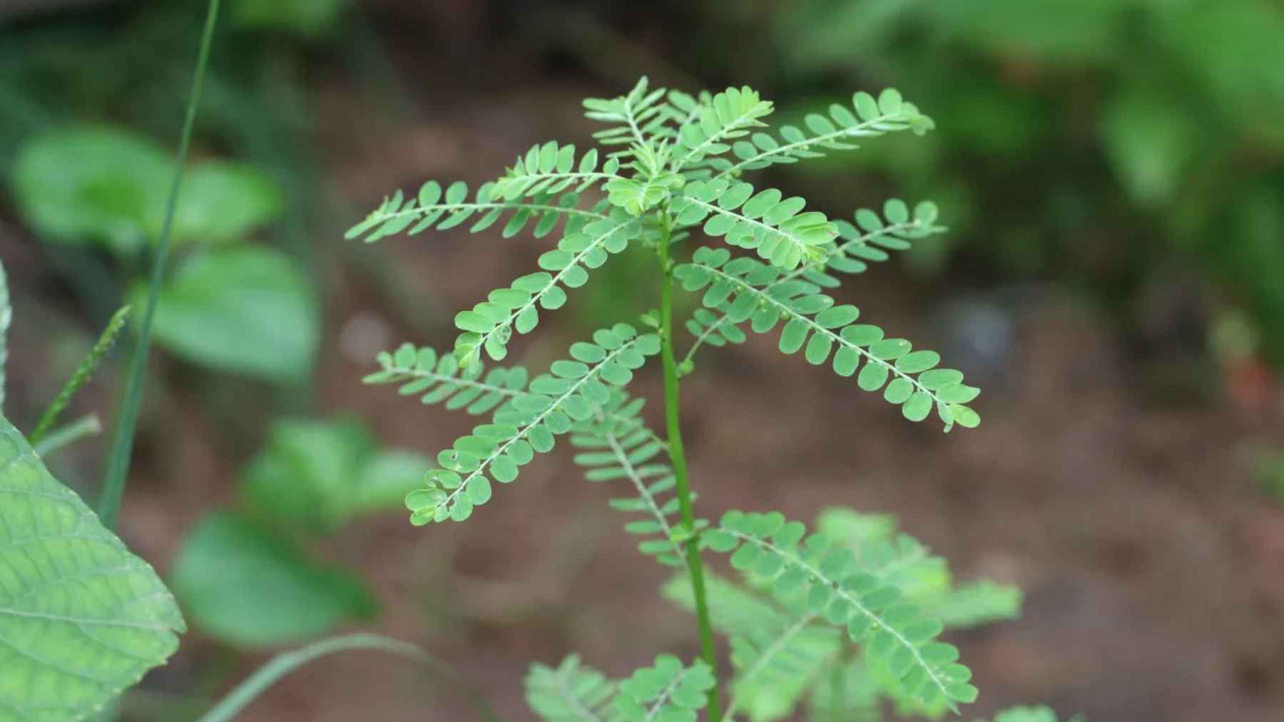 Quebra-pedra plant (Phyllanthus niruri) used in research for urinary health and kidney stone treatment