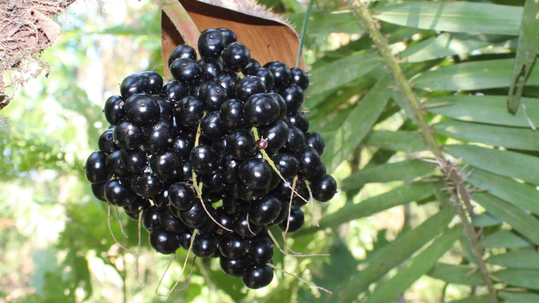 Ripe corozo fruit cluster growing on a Bactris guineensis palm in Colombia’s Caribbean region