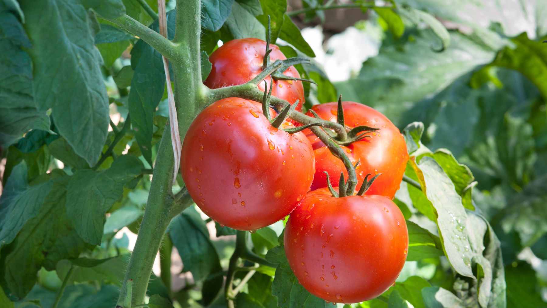 Fresh red tomatoes and a bottle of extra virgin olive oil on a wooden table, symbolizing heart-healthy Mediterranean nutrition.