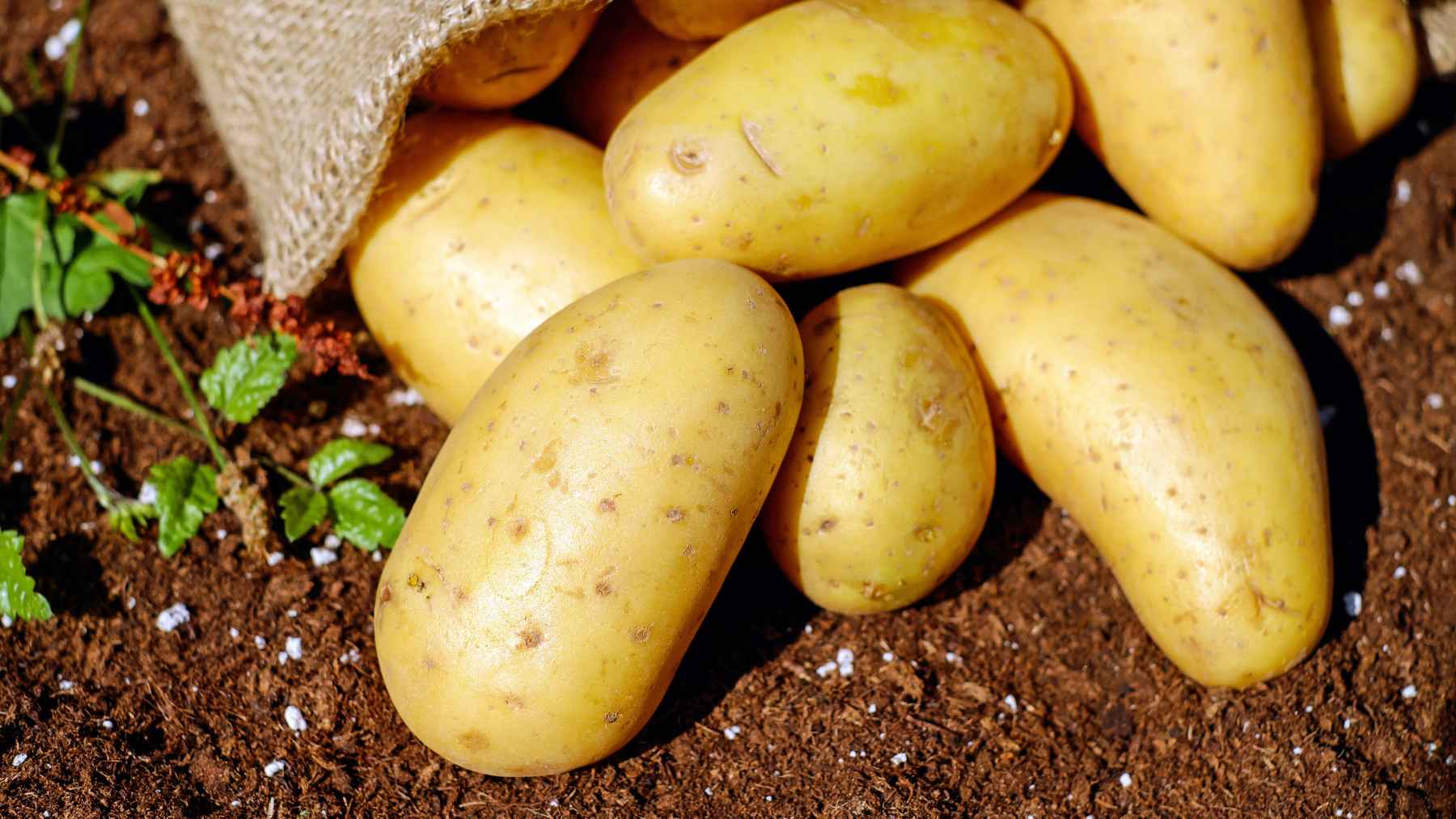 Fresh potatoes stored in a breathable container with baking soda nearby to help control odors and support longer storage.