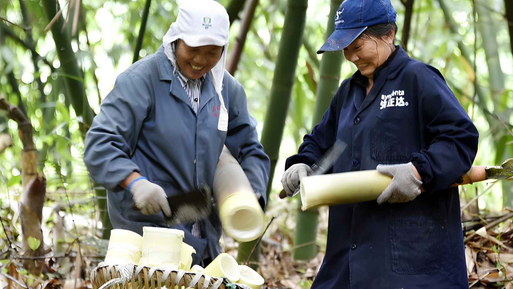 Fresh bamboo shoots prepared for cooking, a fiber-rich food traditionally eaten across Asia that may support gut health.