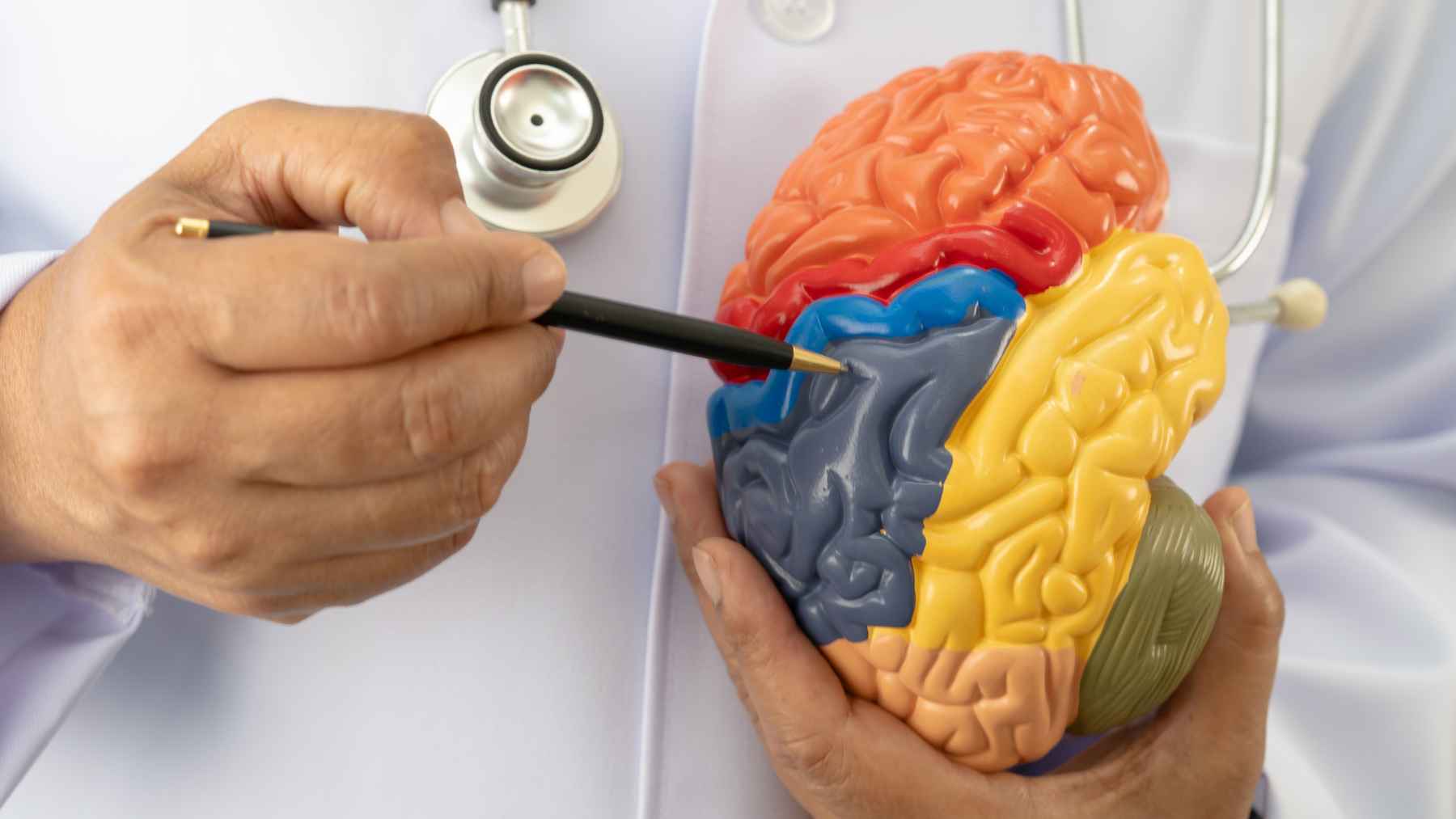 Doctor holding a brain model while explaining brain inflammation and the role of immune cells in Alzheimer's disease research.
