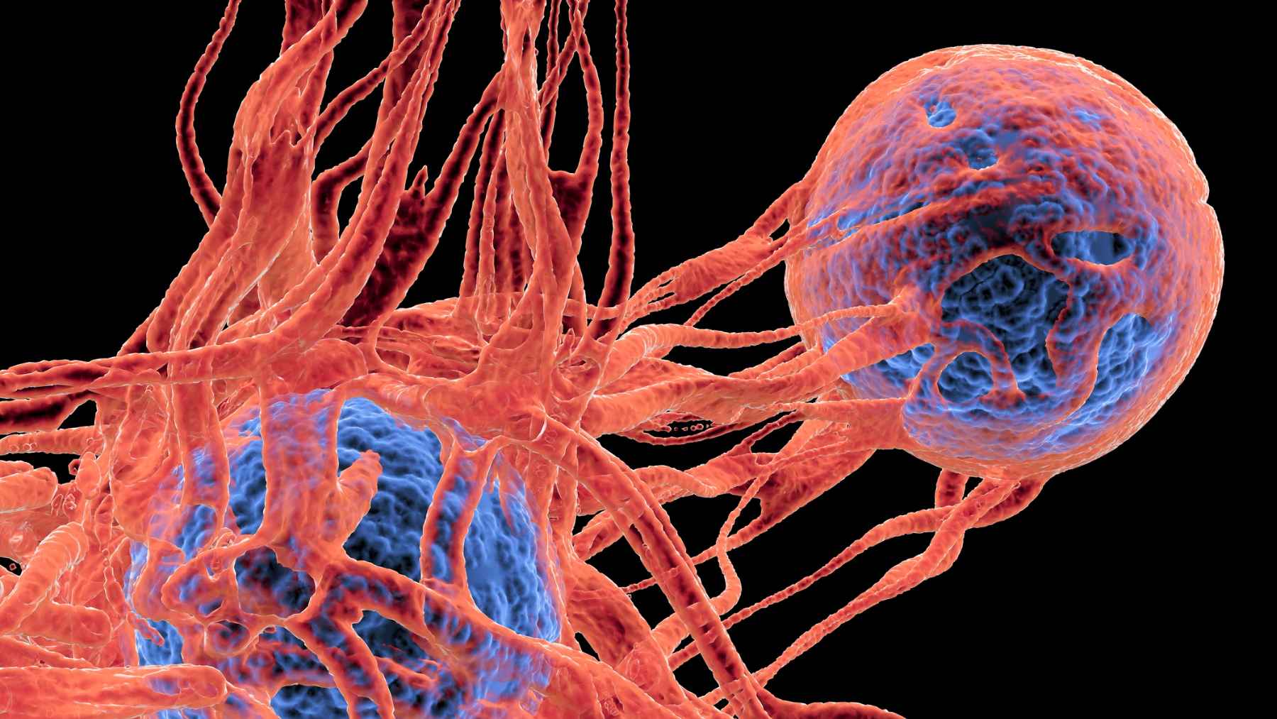 A microscopic view of lab-grown cells highlighting cellular structures and mechanisms linked to cancer research.
