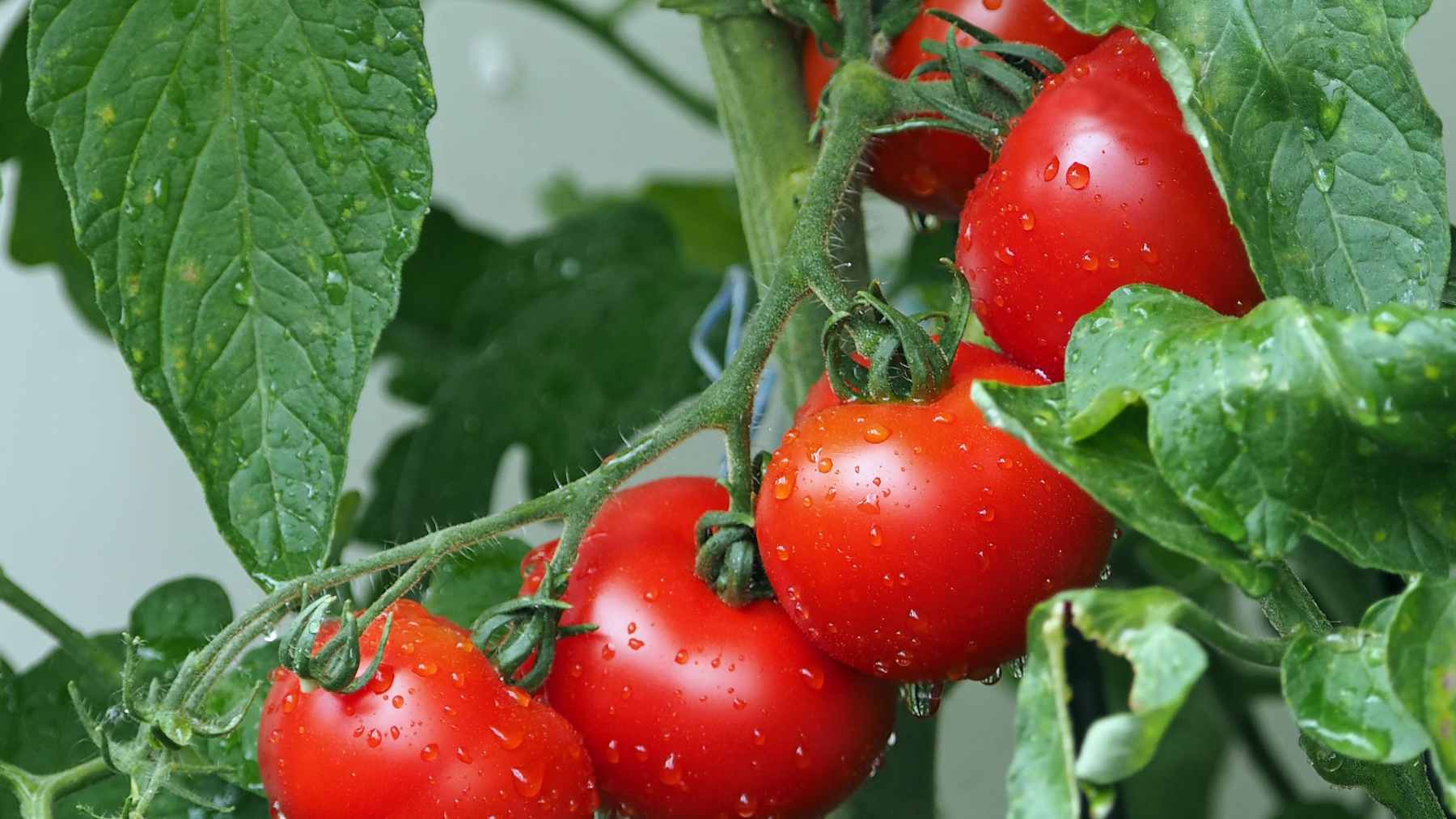 Fresh red tomatoes and olive oil on a wooden table, representing the heart-healthy Mediterranean diet and lycopene-rich foods recommended by cardiologists.