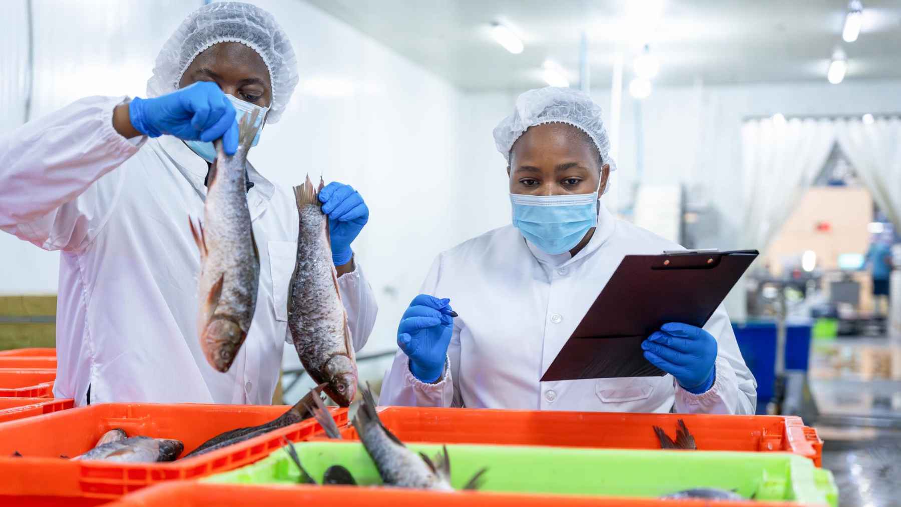 Workers inspect fresh fish at a seafood processing facility, where proper handling and inspection help reduce the risk of anisakis contamination.