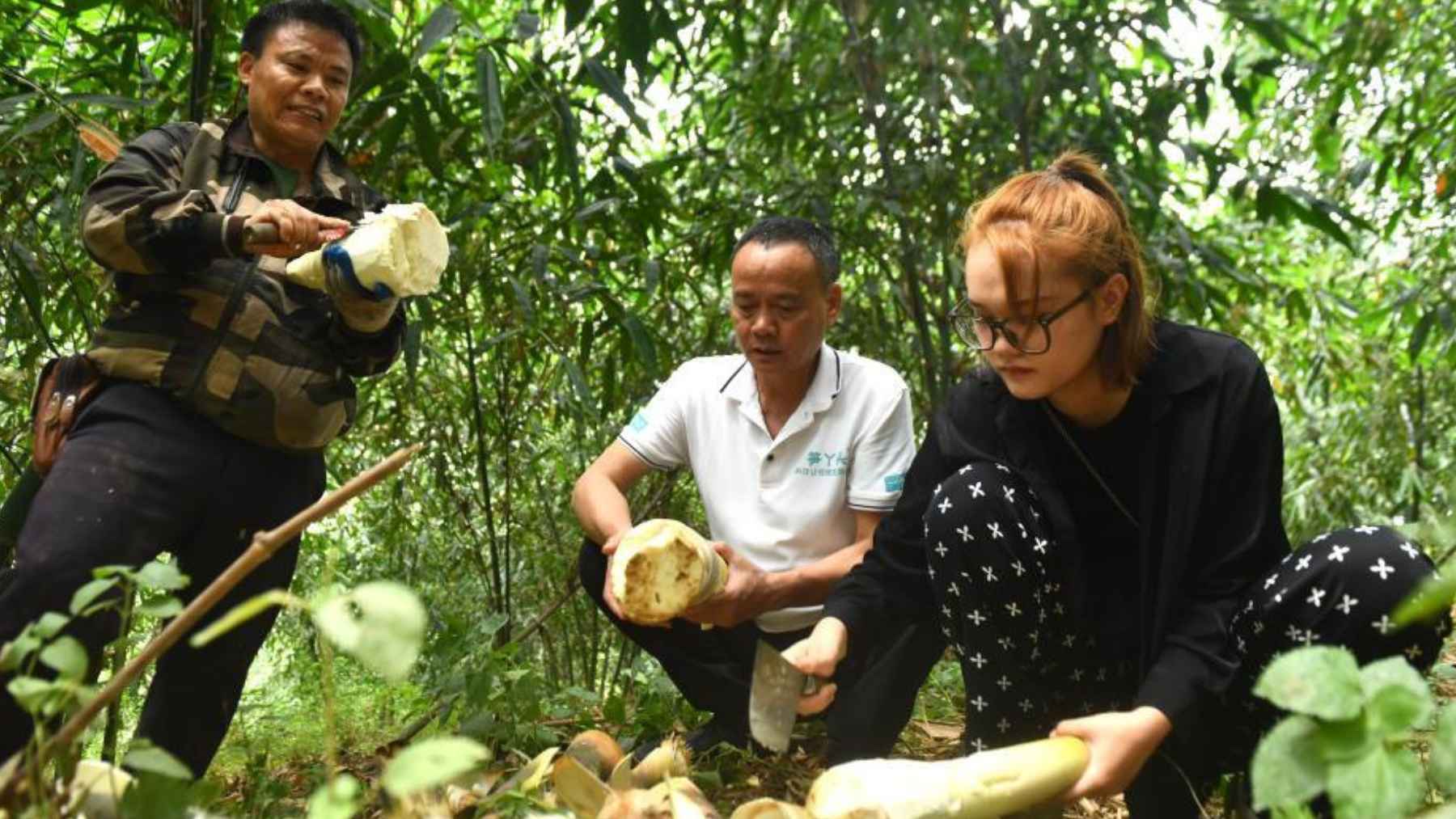 People harvesting fresh bamboo shoots in a bamboo forest before preparing the fiber-rich vegetable for cooking.