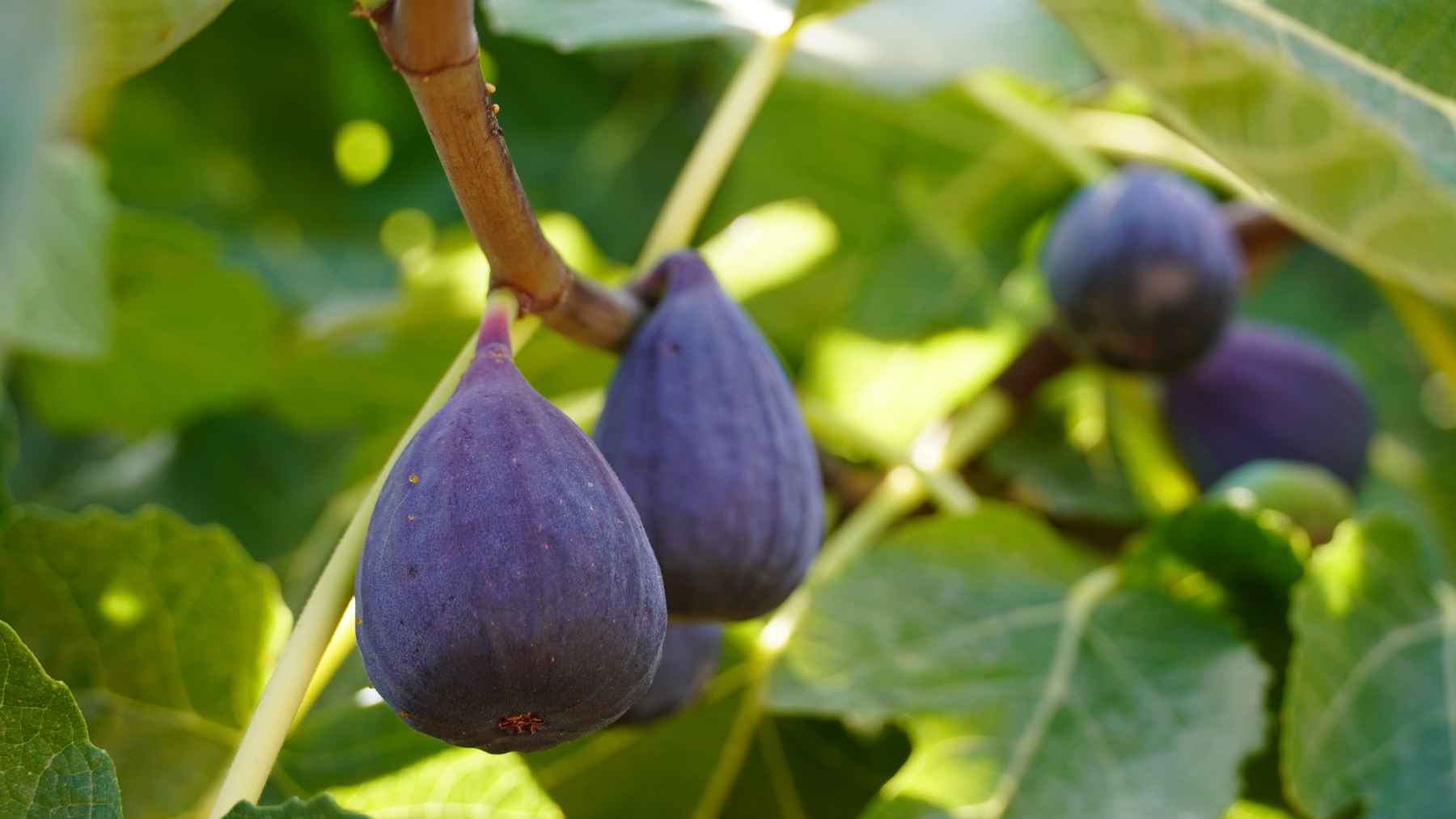 Fresh fig leaves growing on a fig tree, commonly used in traditional herbal infusions and now being studied for potential health benefits.