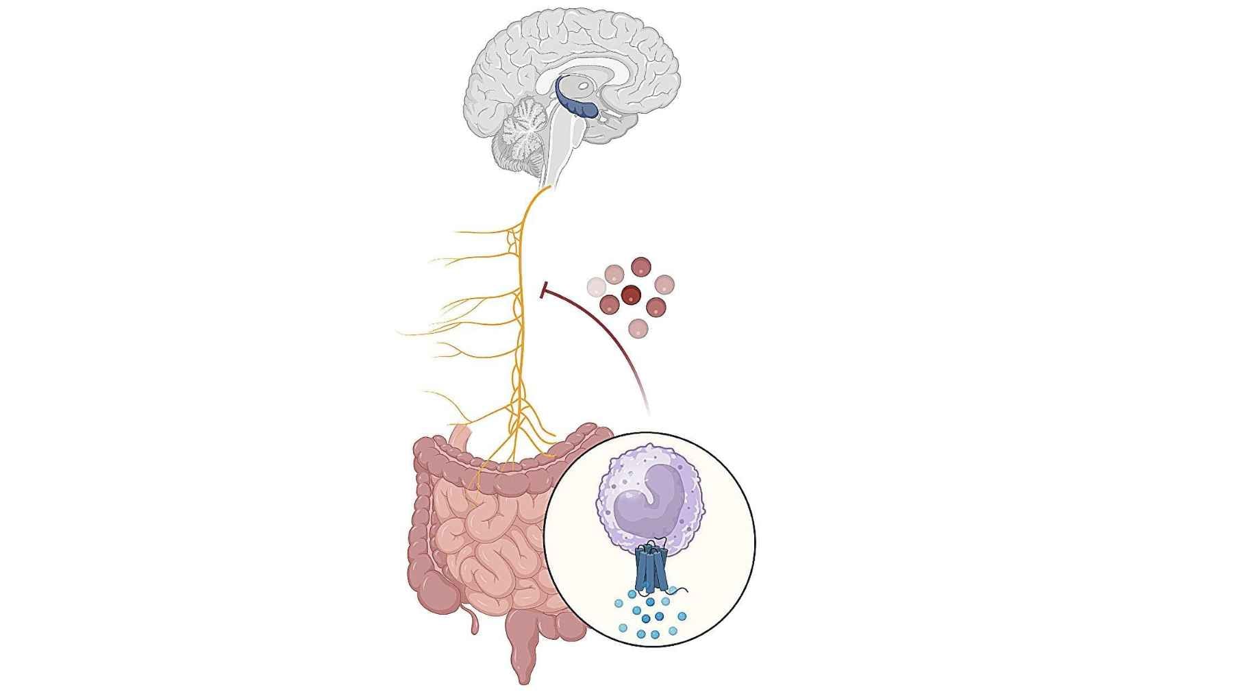 It's not where you think Alzheimer's begins, researchers now suspect the disease may start in your gut, and that could change everything 1 Scientific diagram illustrating the gut-brain axis and beta-amyloid accumulation in the digestive nervous system linked to Alzheimer's disease research.