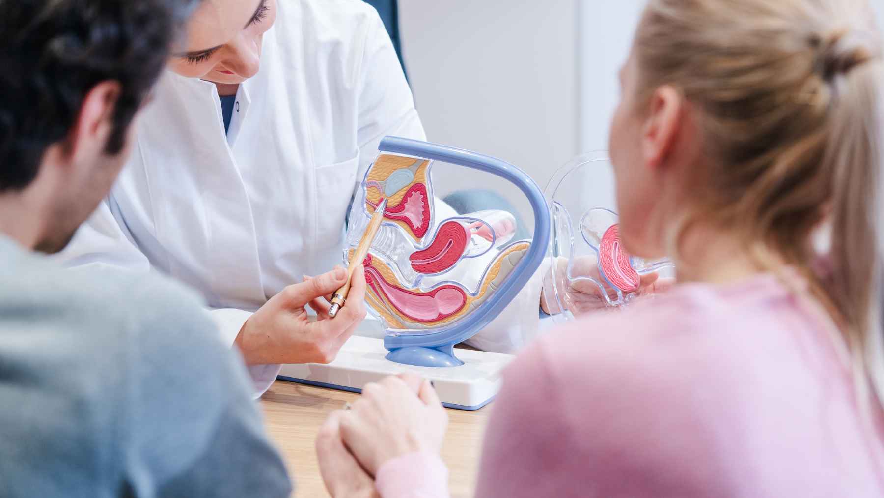 Gynecologist explaining female reproductive anatomy to a couple using a pelvic model during a fertility consultation.