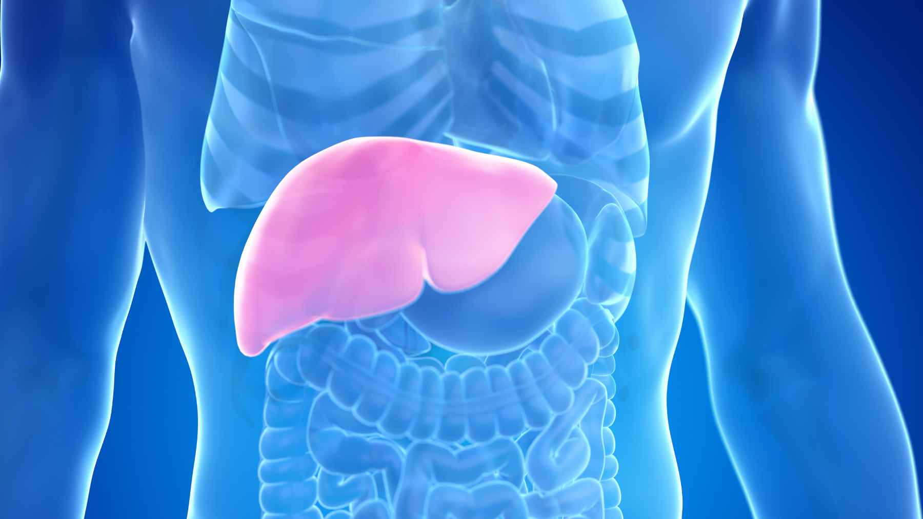 Heart disease from high cholesterol still kills more people than anything, and researchers say a breakthrough against stubborn LDL may finally be near 1 A scientific representation showing how LDL receptors on liver cells capture cholesterol from the bloodstream, a process now found to be regulated by a newly identified protein switch.