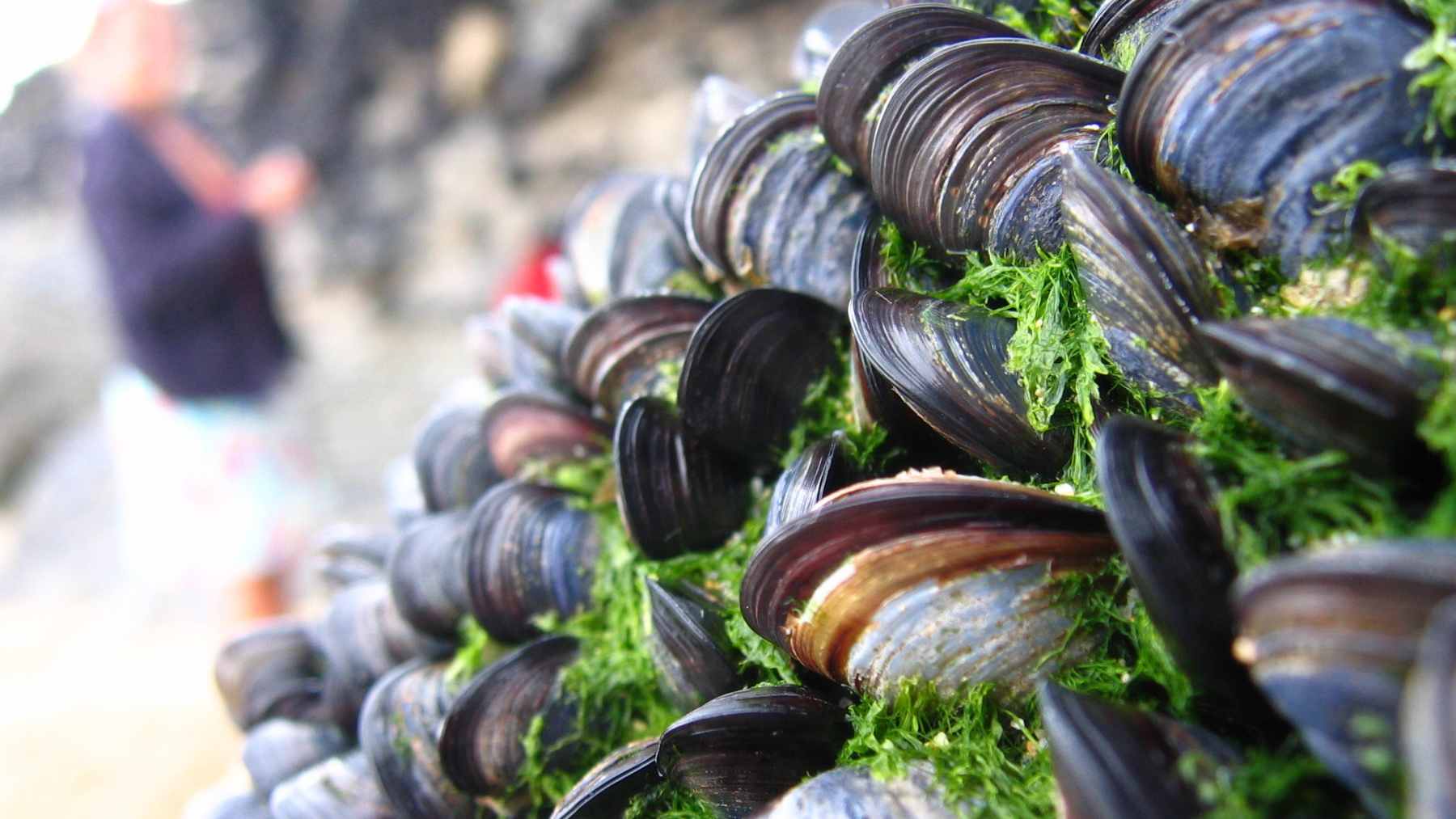 A close-up view of a mussel attached to a wet rock, showcasing the natural adhesive structures being studied for medical use.