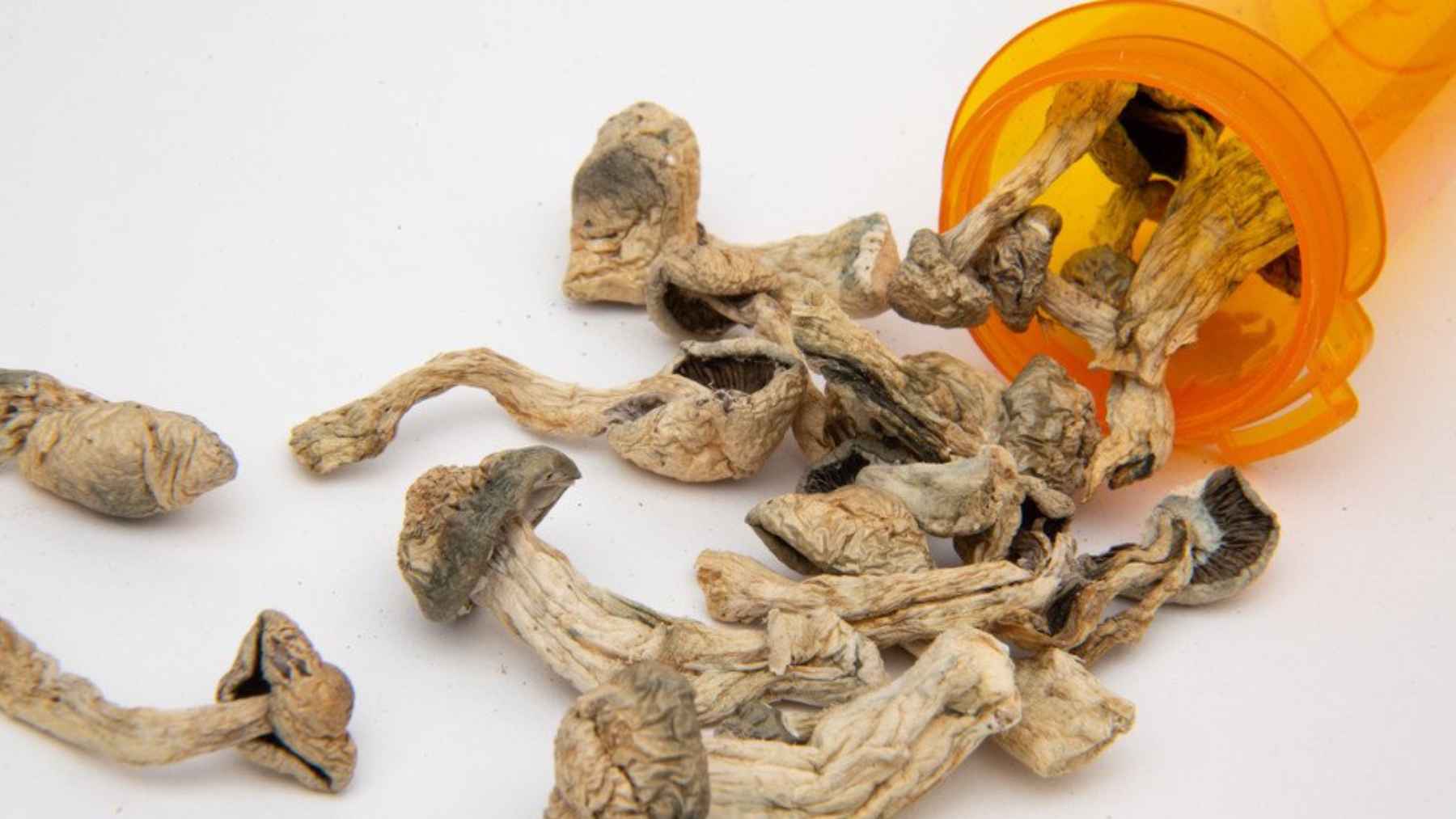 Illustration of psilocybin mushrooms representing experimental research into Alzheimer's disease and memory recovery.