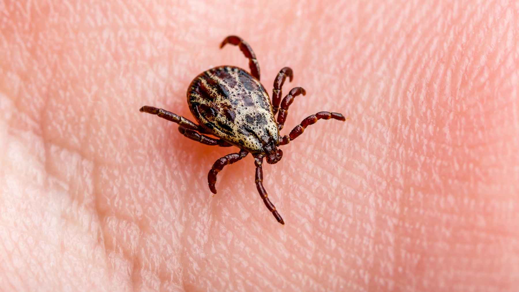 A lone star tick resting on green foliage, representing the insect vector responsible for transmitting alpha-gal syndrome.
