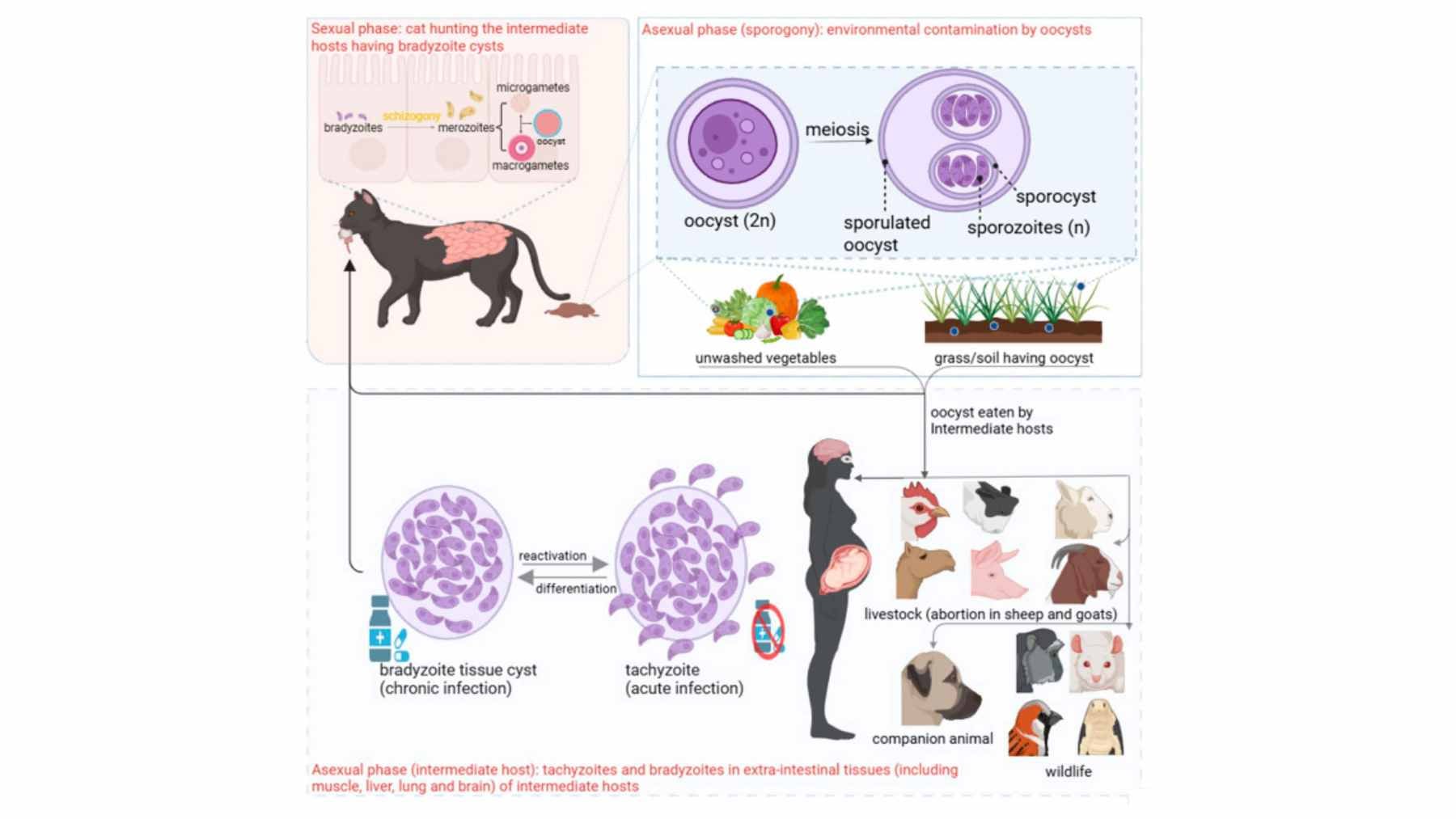 Nearly a third of all humans carry this lifelong parasite without knowing; scientists say it may quietly reshape how you think and behave 1 Microscopic view of Toxoplasma gondii, the parasite linked to worldwide infections and potential cognitive effects.