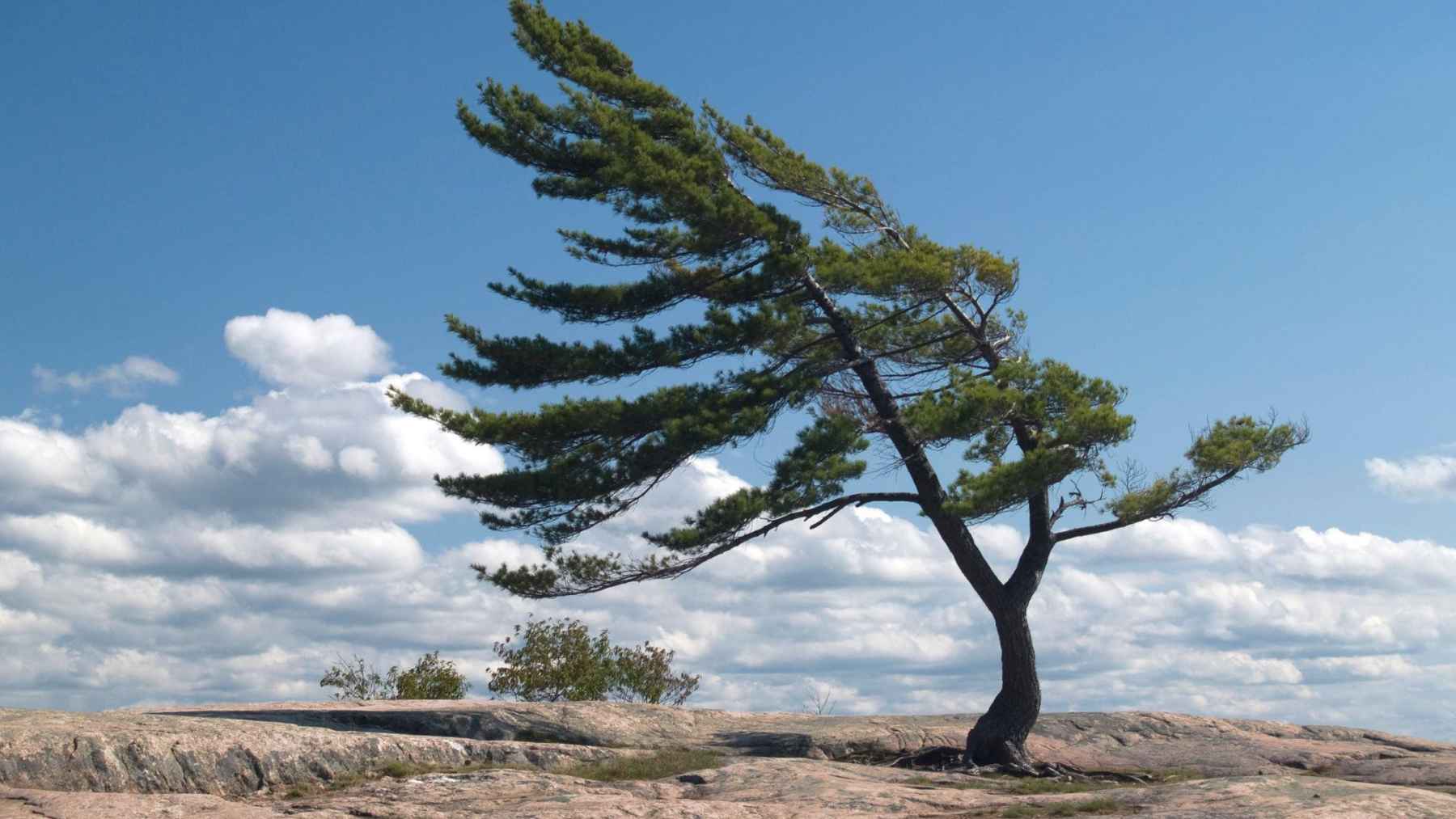 A windswept tree with deep roots standing firm on rocky ground, symbolizing resilience and inner strength in the face of adversity.