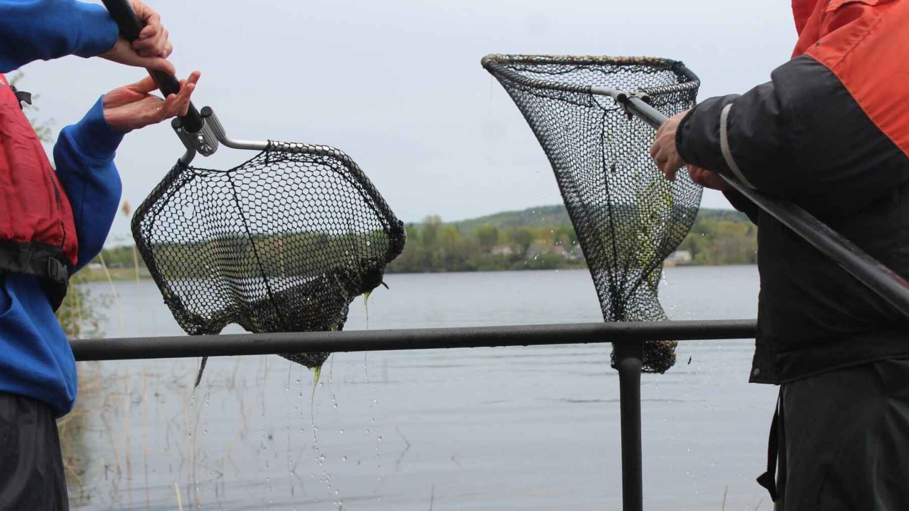 Researchers collect fish samples with nets from a freshwater lake