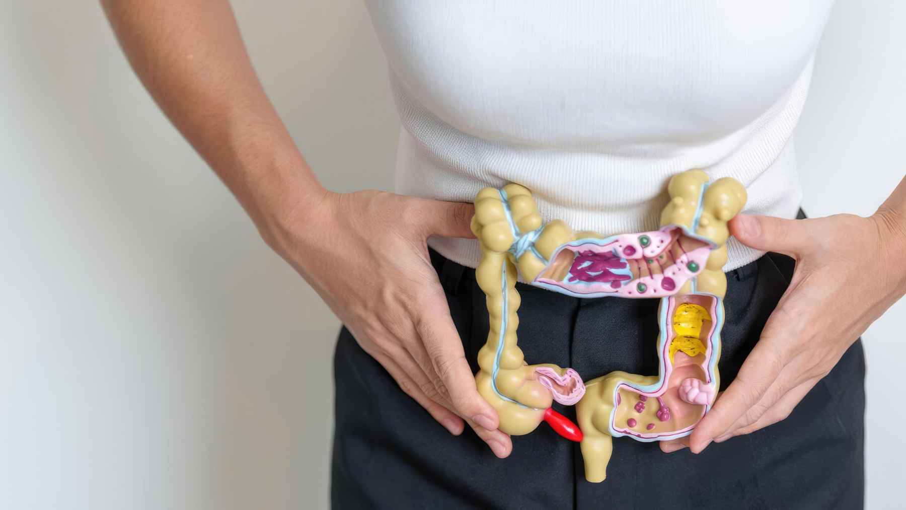 An anatomical model of the human colon held against a person's abdomen to illustrate digestive health and bowel function.