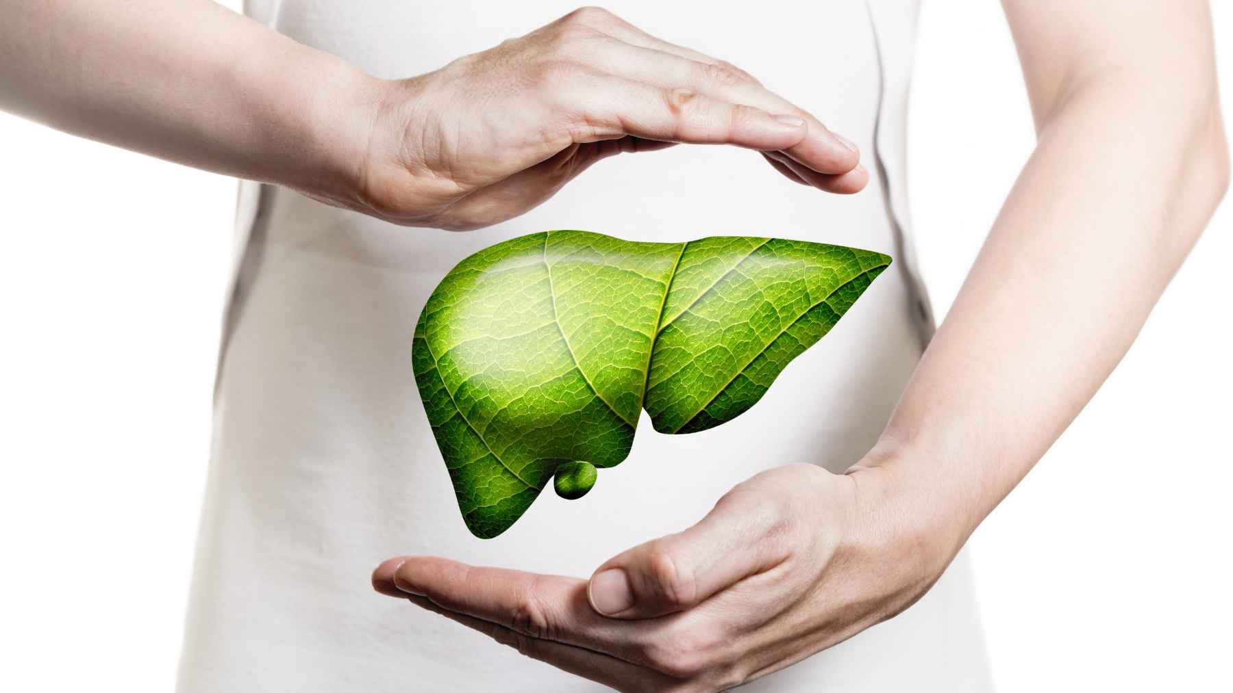 Illustration of a healthy liver being protected by hands