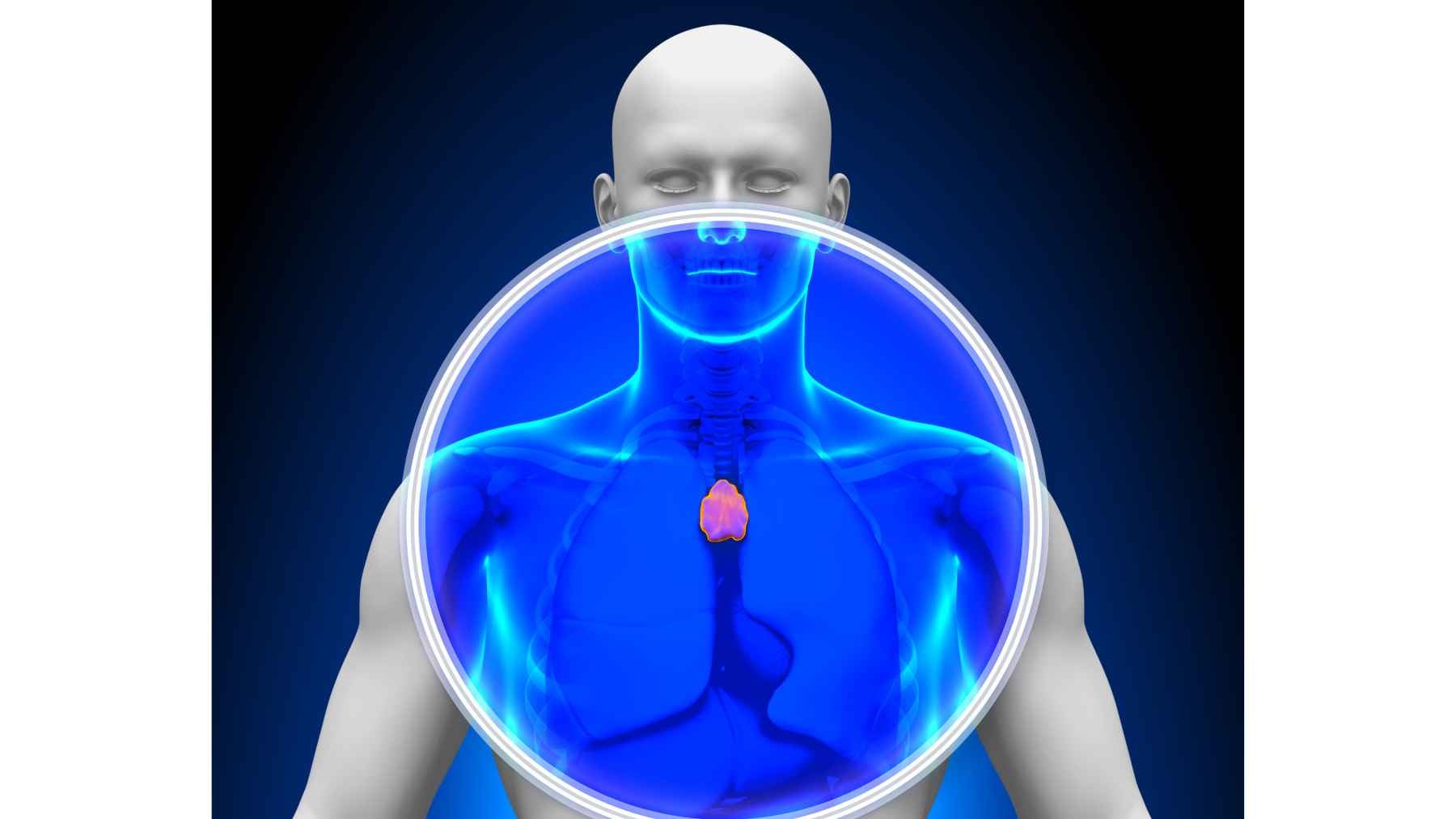 Medical illustration showing the thymus gland highlighted behind the breastbone in the upper chest.