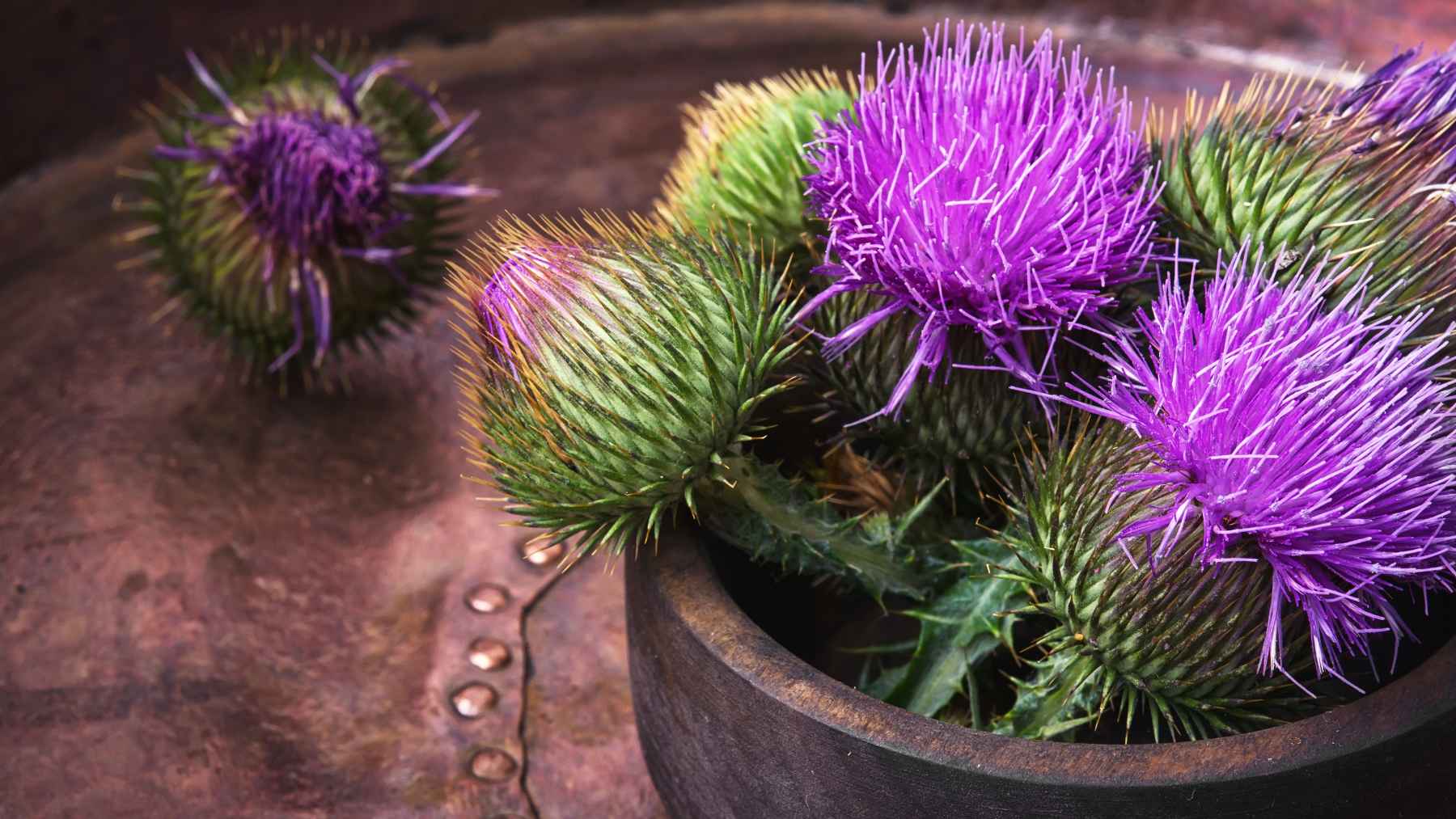 Milk thistle plant with purple flowers, a source of silymarin studied for liver health.