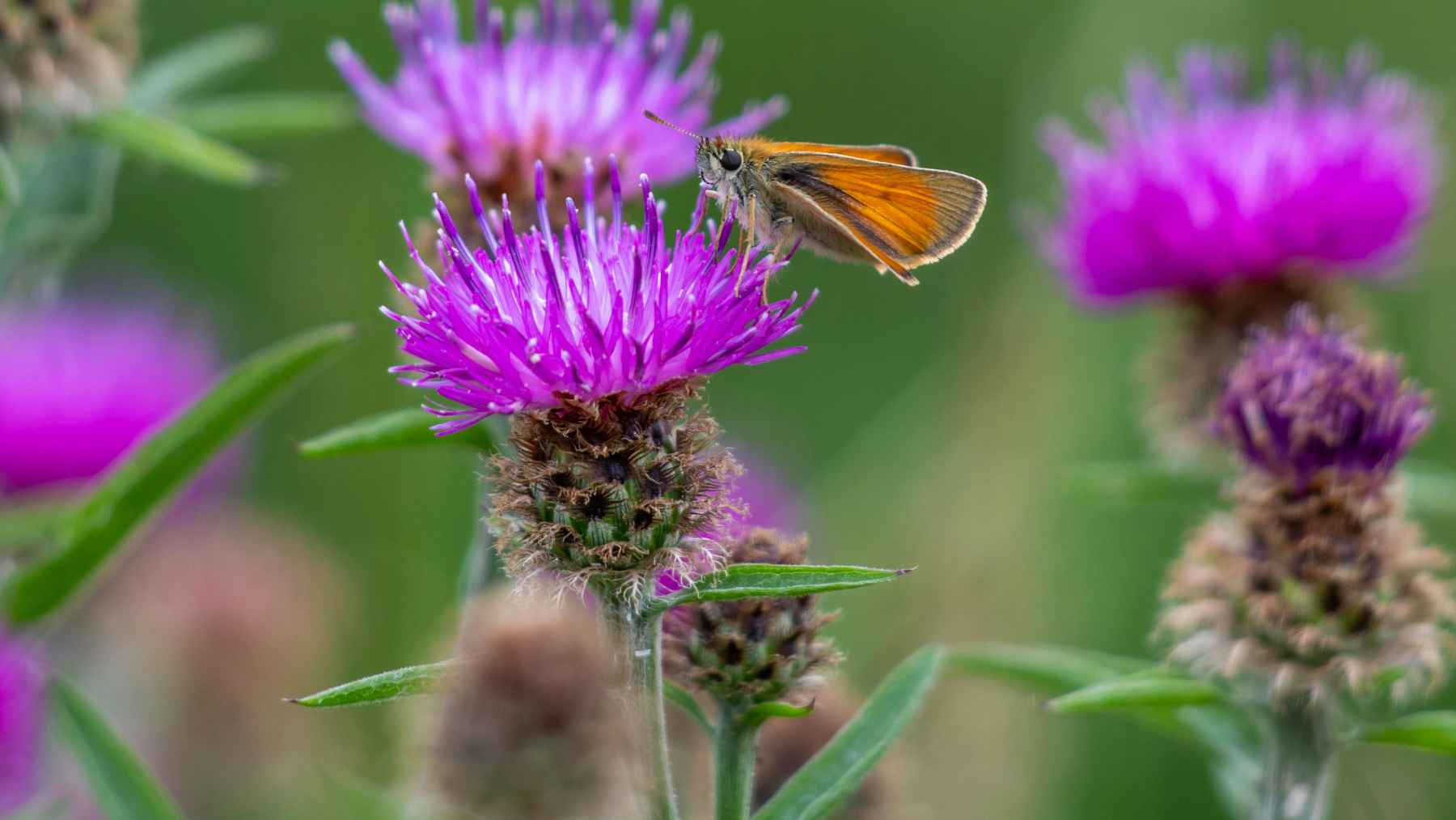 Milk thistle with purple flowers and a butterfly feeding on the plant.
