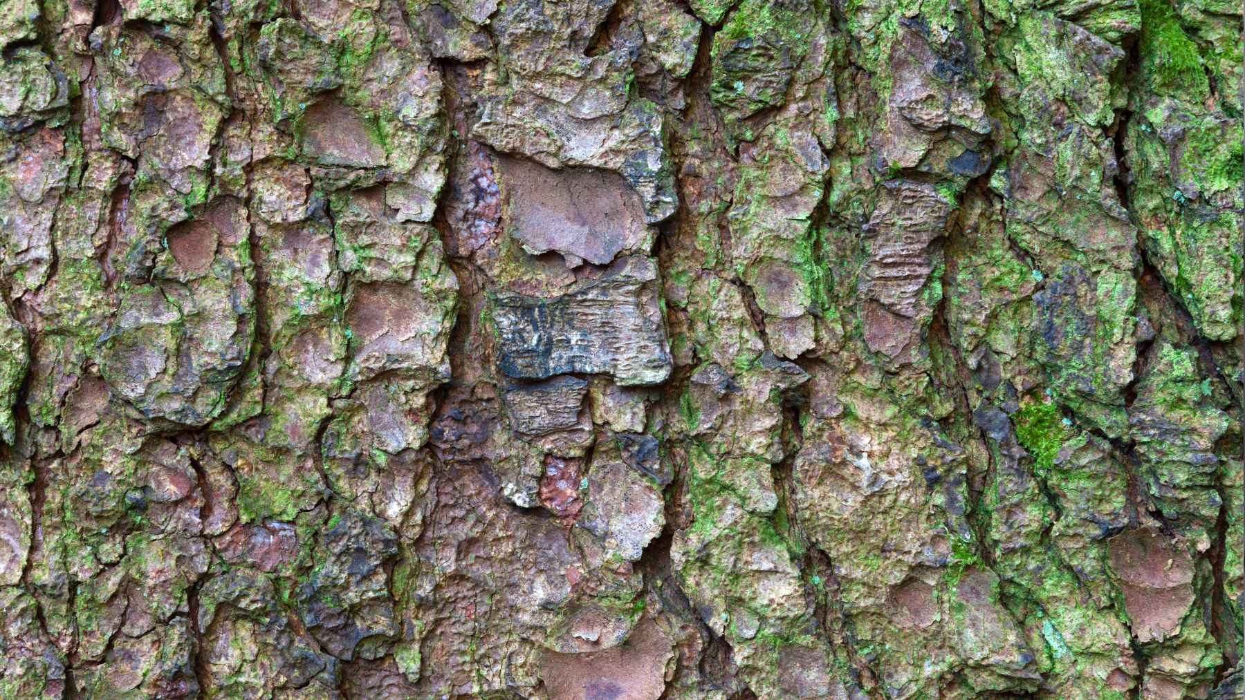 A natural plant compound displayed alongside molecular structures representing anti-inflammatory research.