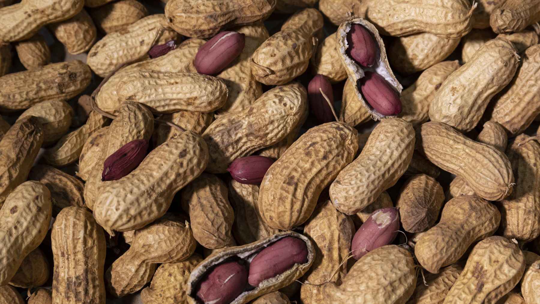 Peanuts in a bowl, highlighting their protein content and role in a muscle-supporting diet