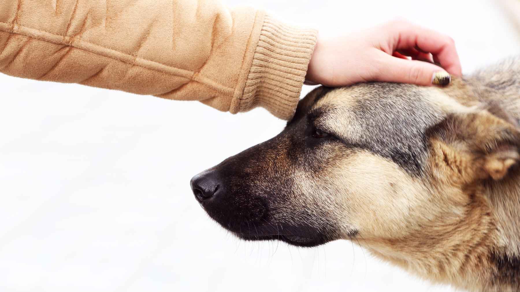Stray dog resting on the ground and looking toward the camera, illustrating how encounters with dogs may offer comfort, connection, and emotional calm