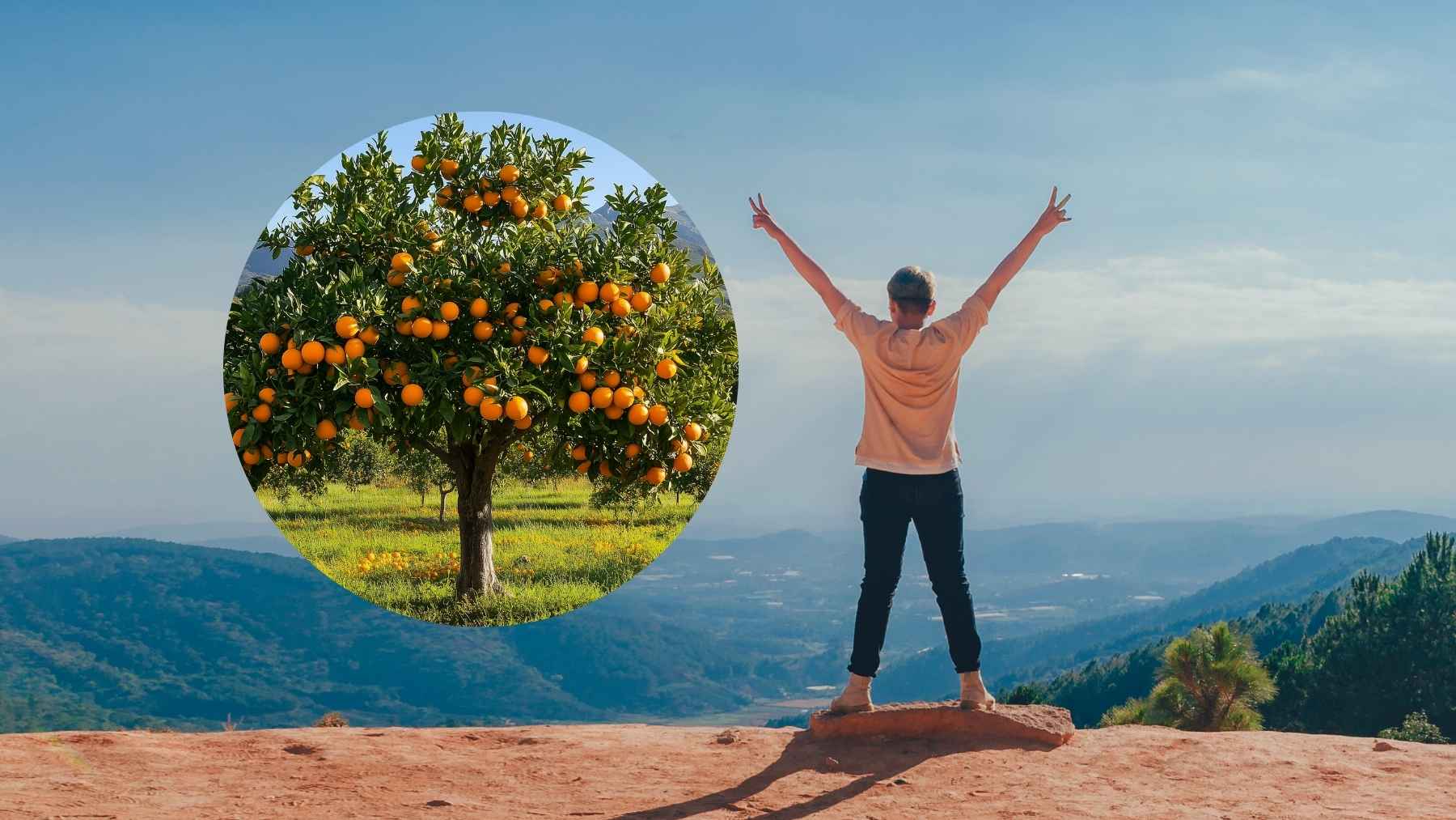 A lush green tree standing vibrant and fruitful in a sunny open landscape.