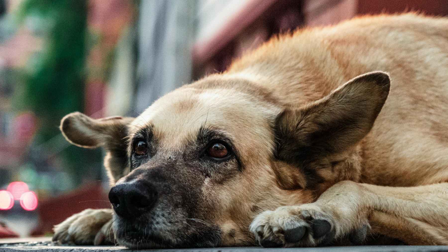 Close-up of a stray dog resting on the ground and looking toward the camera, illustrating how encounters with dogs can provide comfort and emotional connection