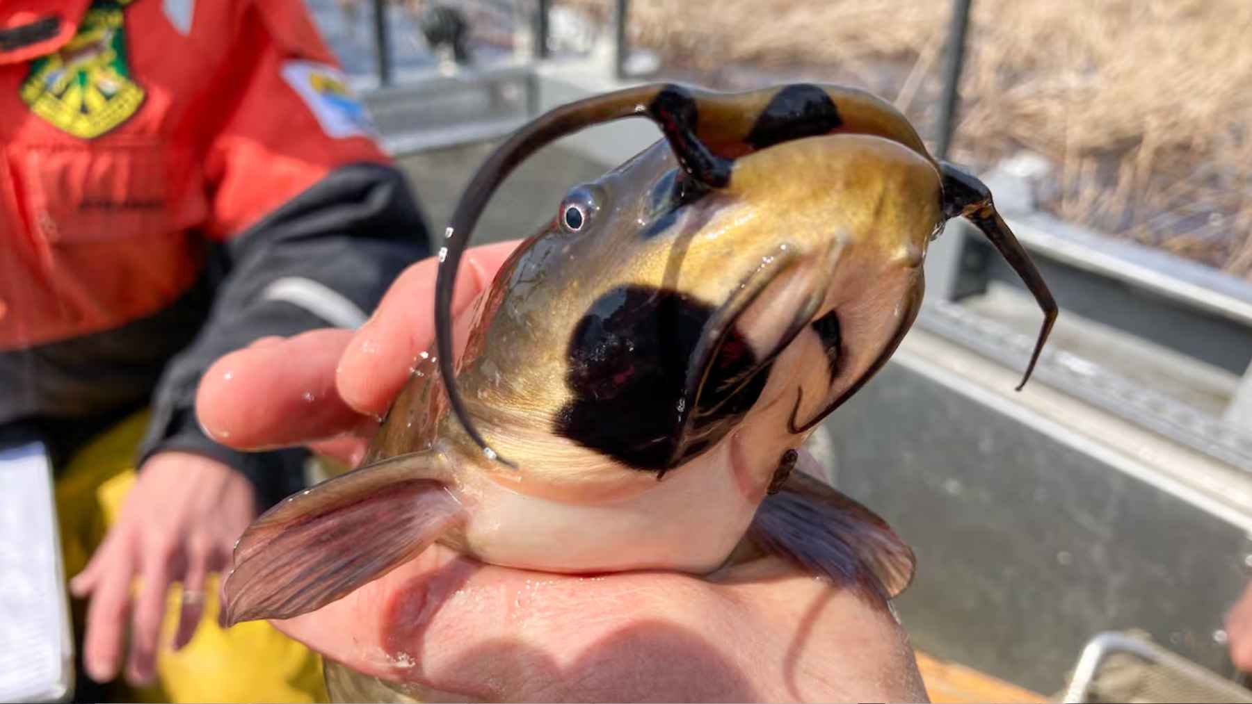 Fish are collected with nets from a freshwater lake during research into fish health and unusual cancer lesions.
