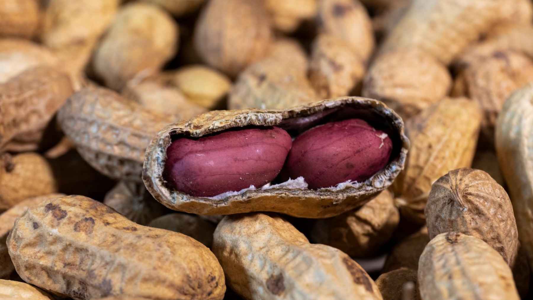 Unshelled peanuts with one opened shell showing two peanut kernels