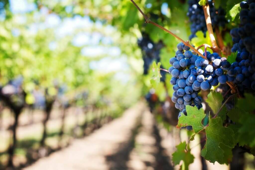 Uvas: propiedades, beneficios y valor nutricional de las uvas